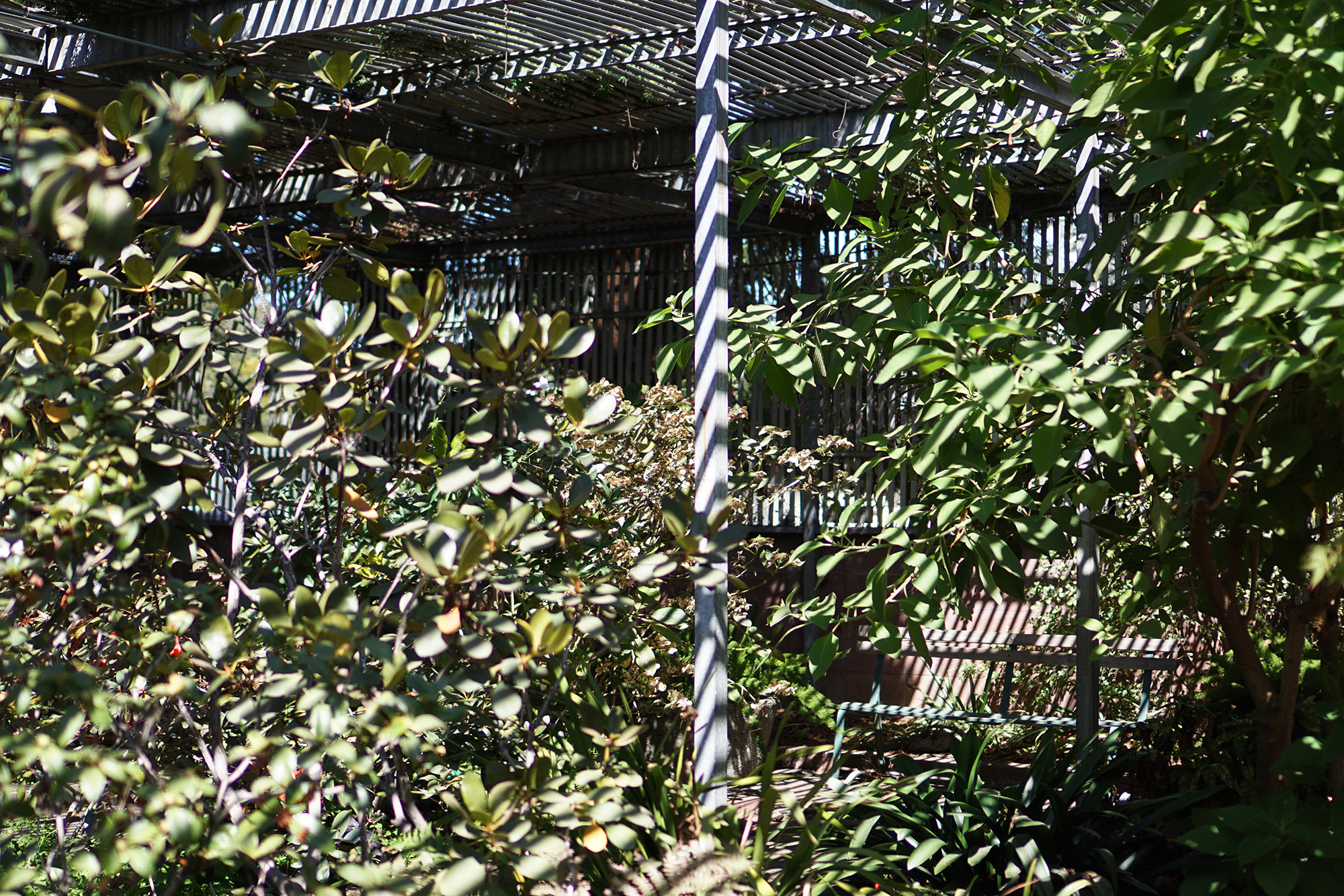 Rhododendron garden in the Gardens at Lake Merritt, Oakland California / Darker than Green