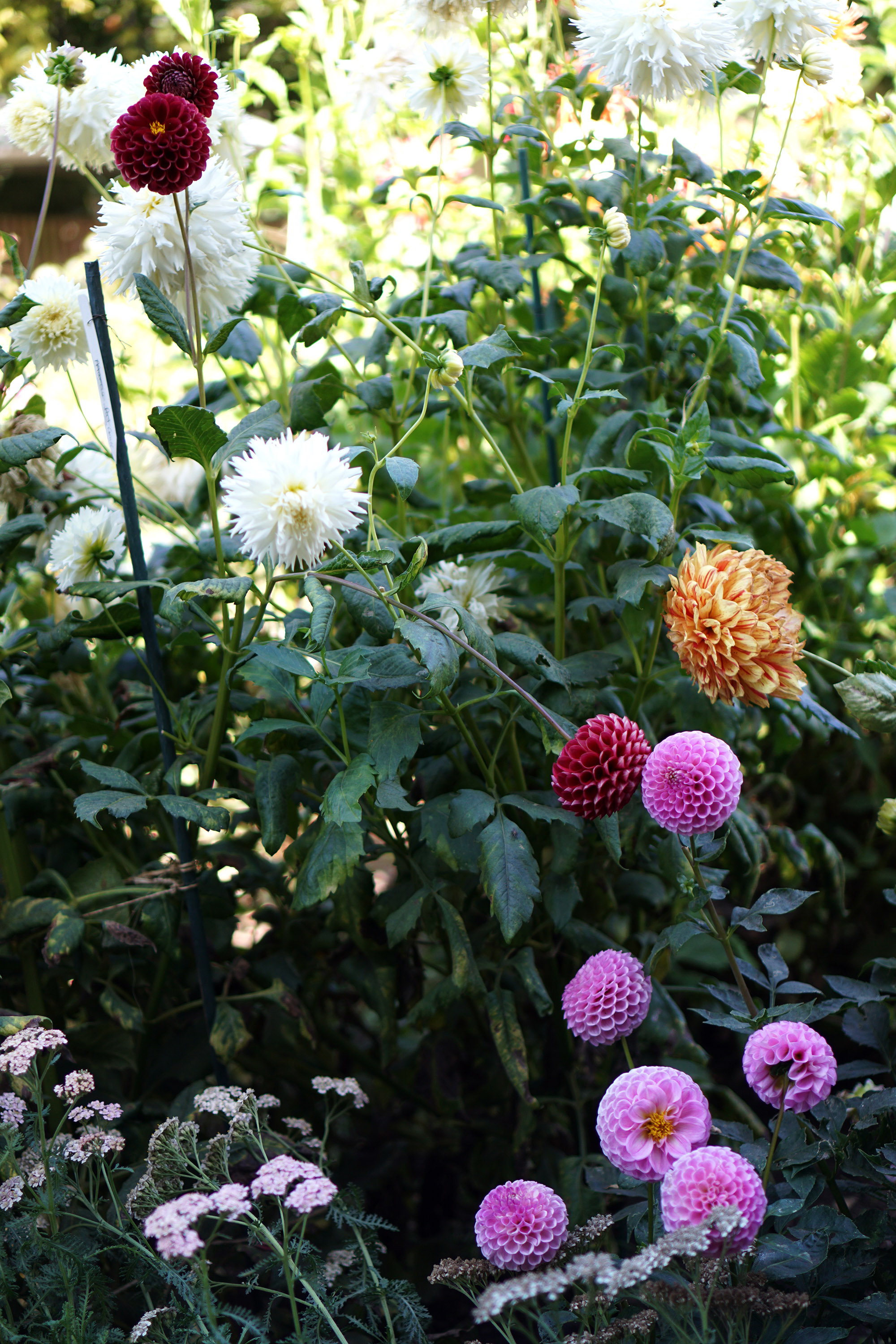 Dahlias in the Gardens at Lake Merritt, Oakland California / Darker than Green