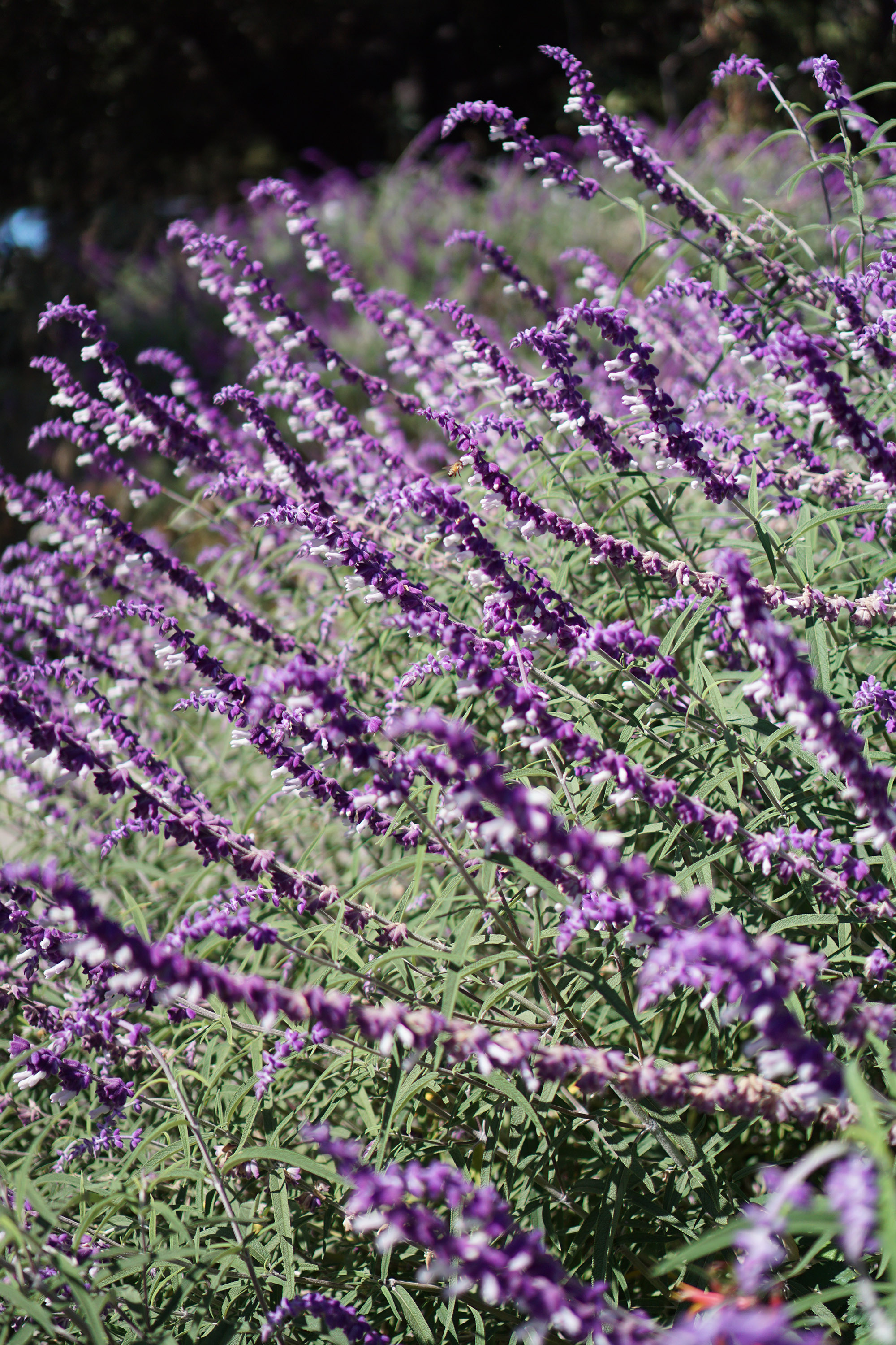 Flowering salvia in the Gardens at Lake Merritt, Oakland California / Darker than Green