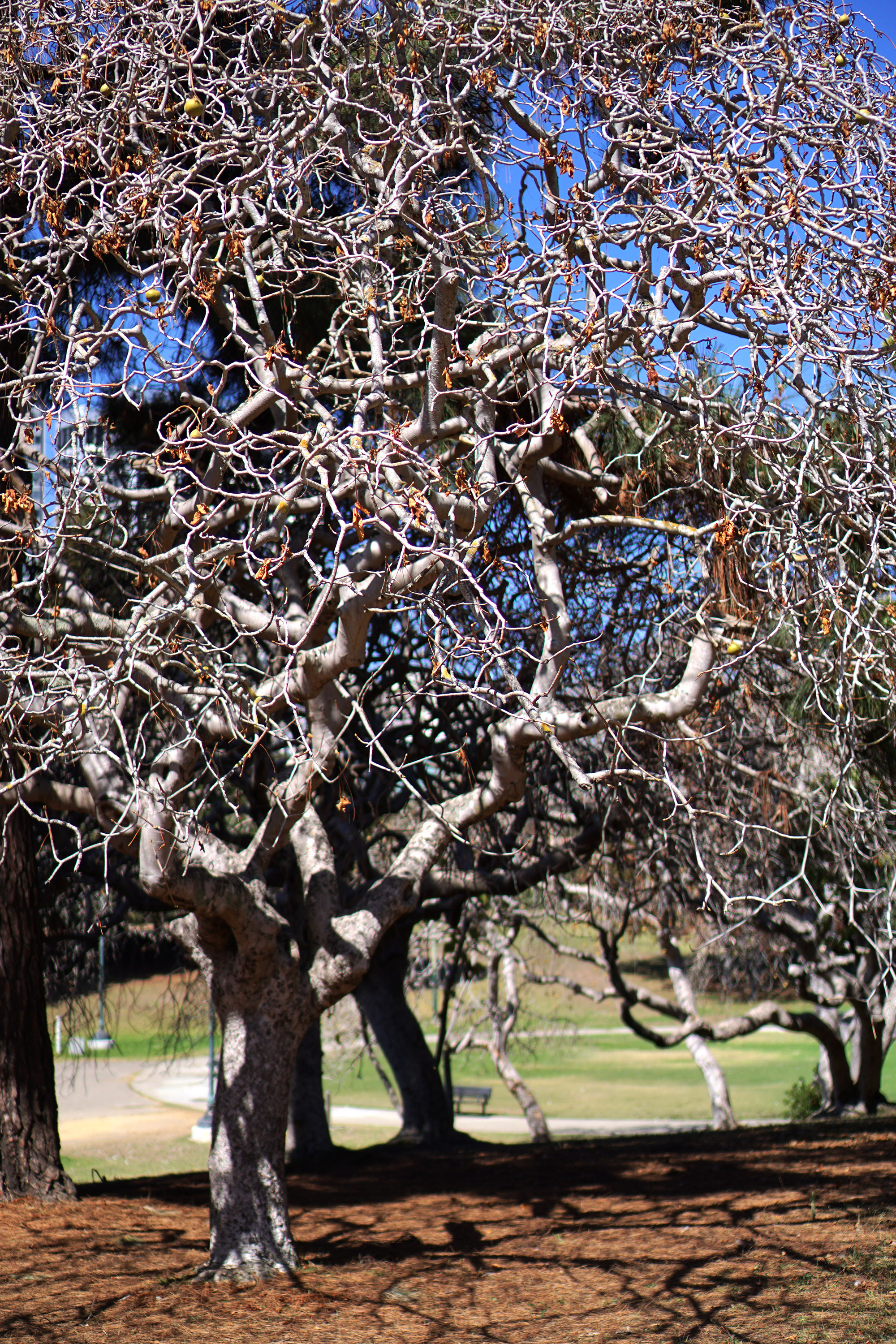 Skeleton tree in the Gardens at Lake Merritt, Oakland California / Darker than Green