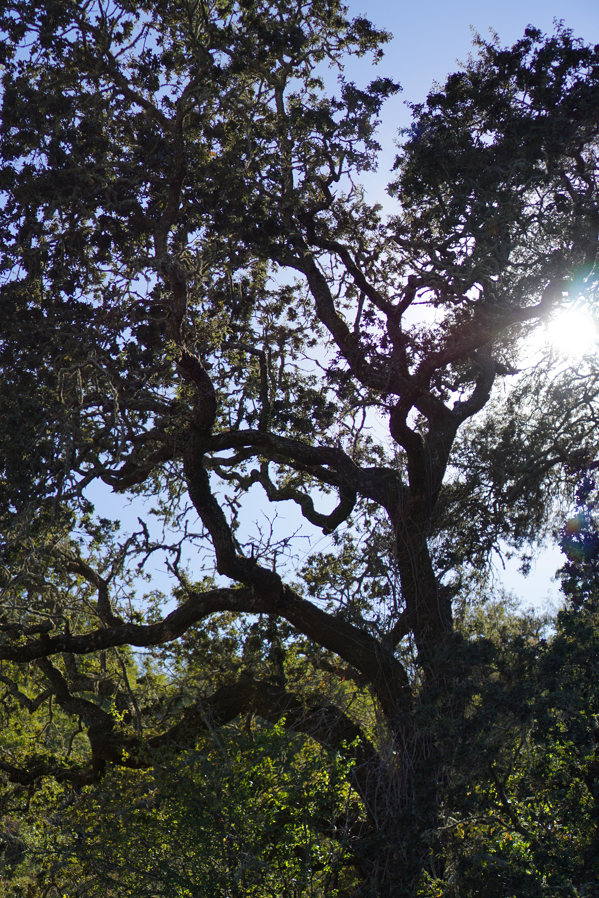 Mighty tree in Oakland, California / Darker than Green