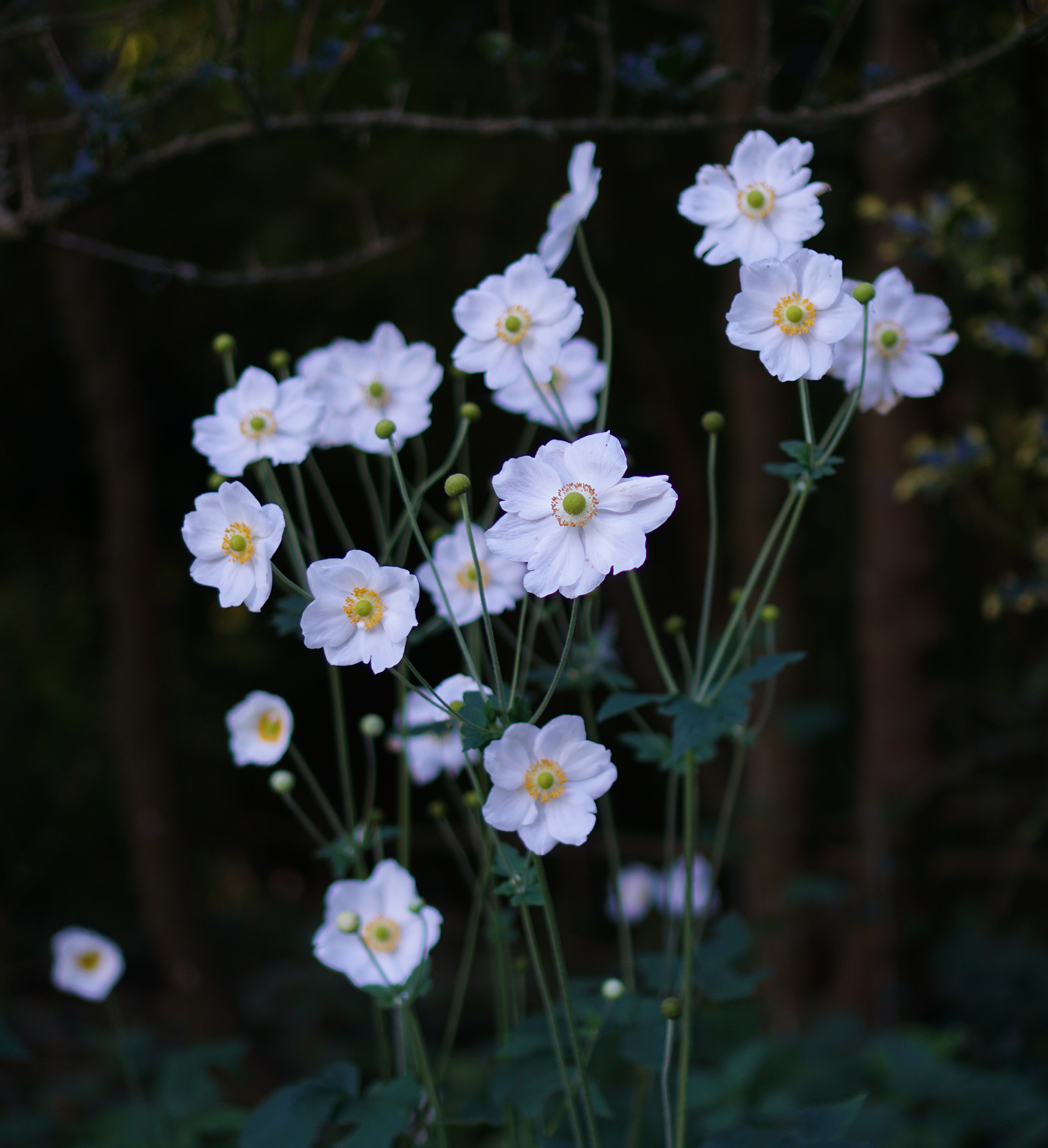 Japanese anemones, San Francisco Botanical Garden / Darker than Green