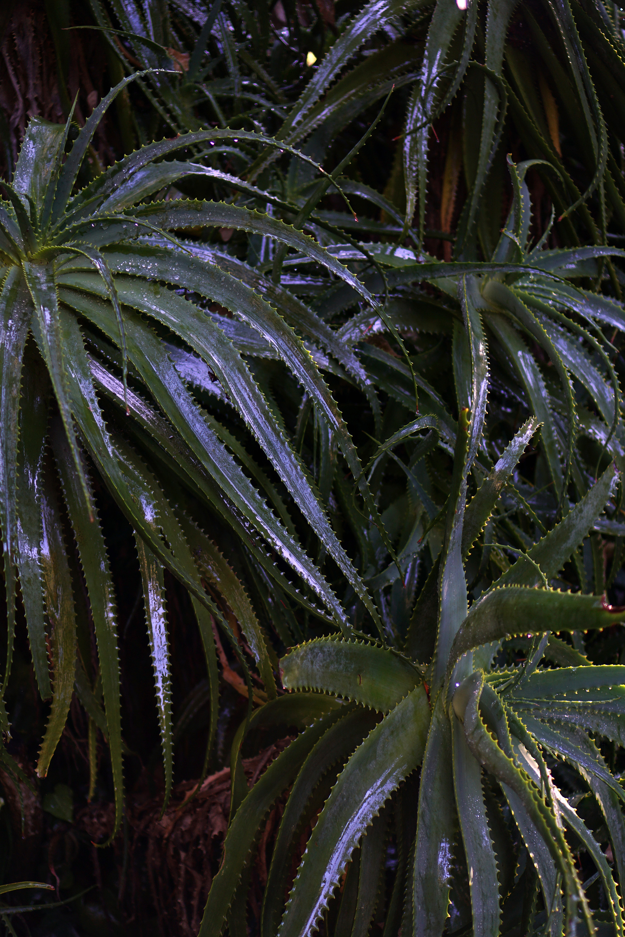 Wet agaves, San Francisco Botanical Garden / Darker than Green