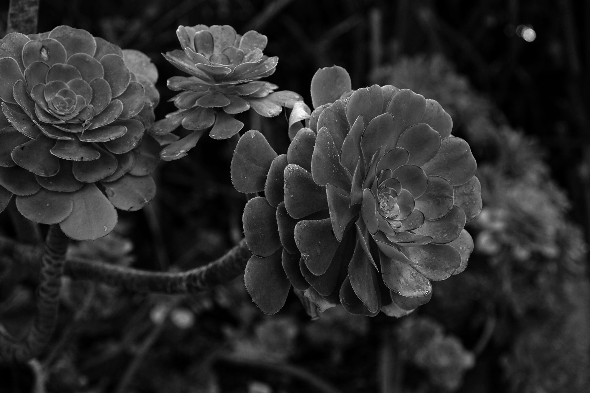 Aeoniums, San Francisco Botanical Garden / Darker than Green
