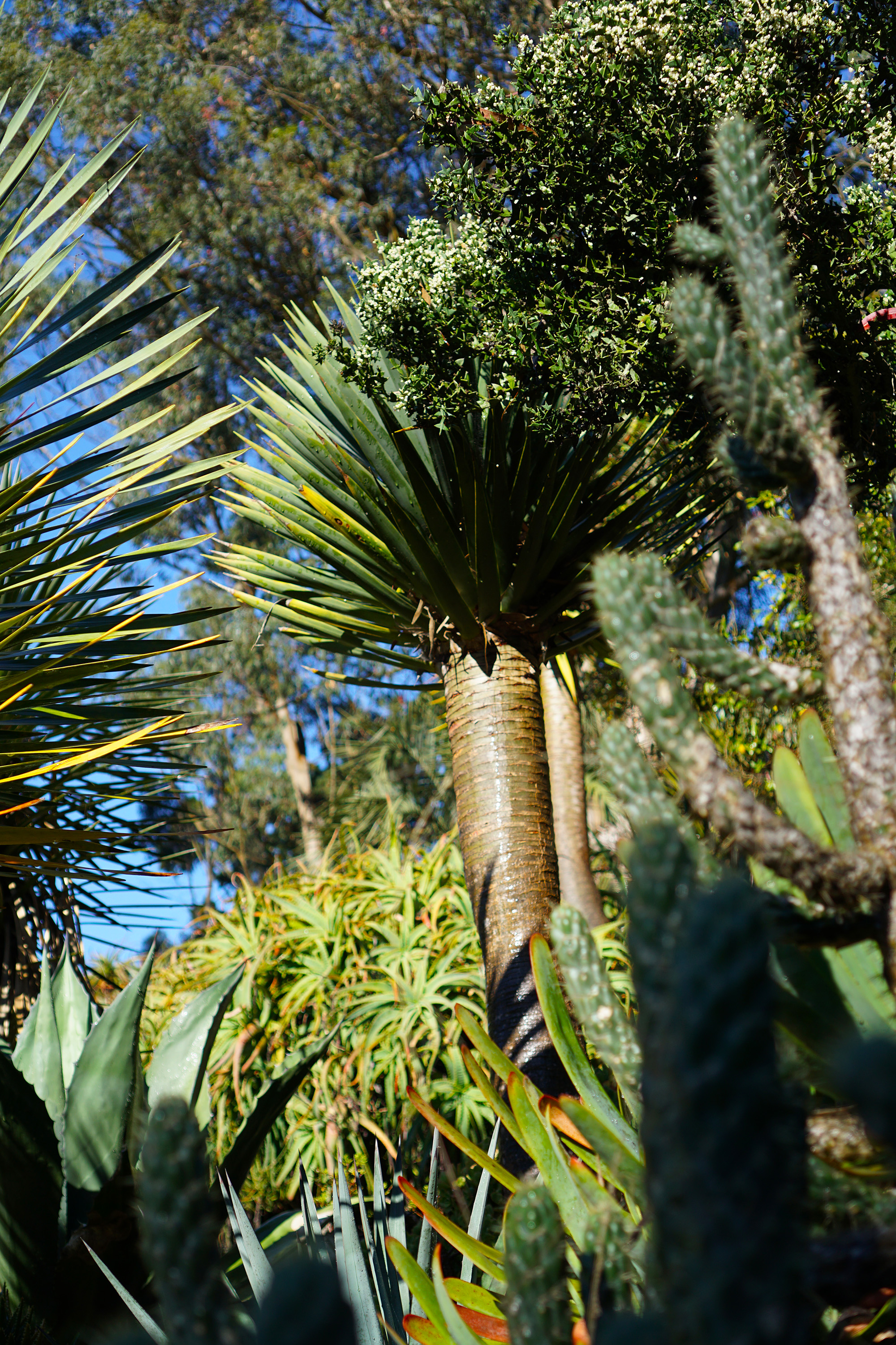 Morning desert plants, San Francisco Botanical Garden / Darker than Green