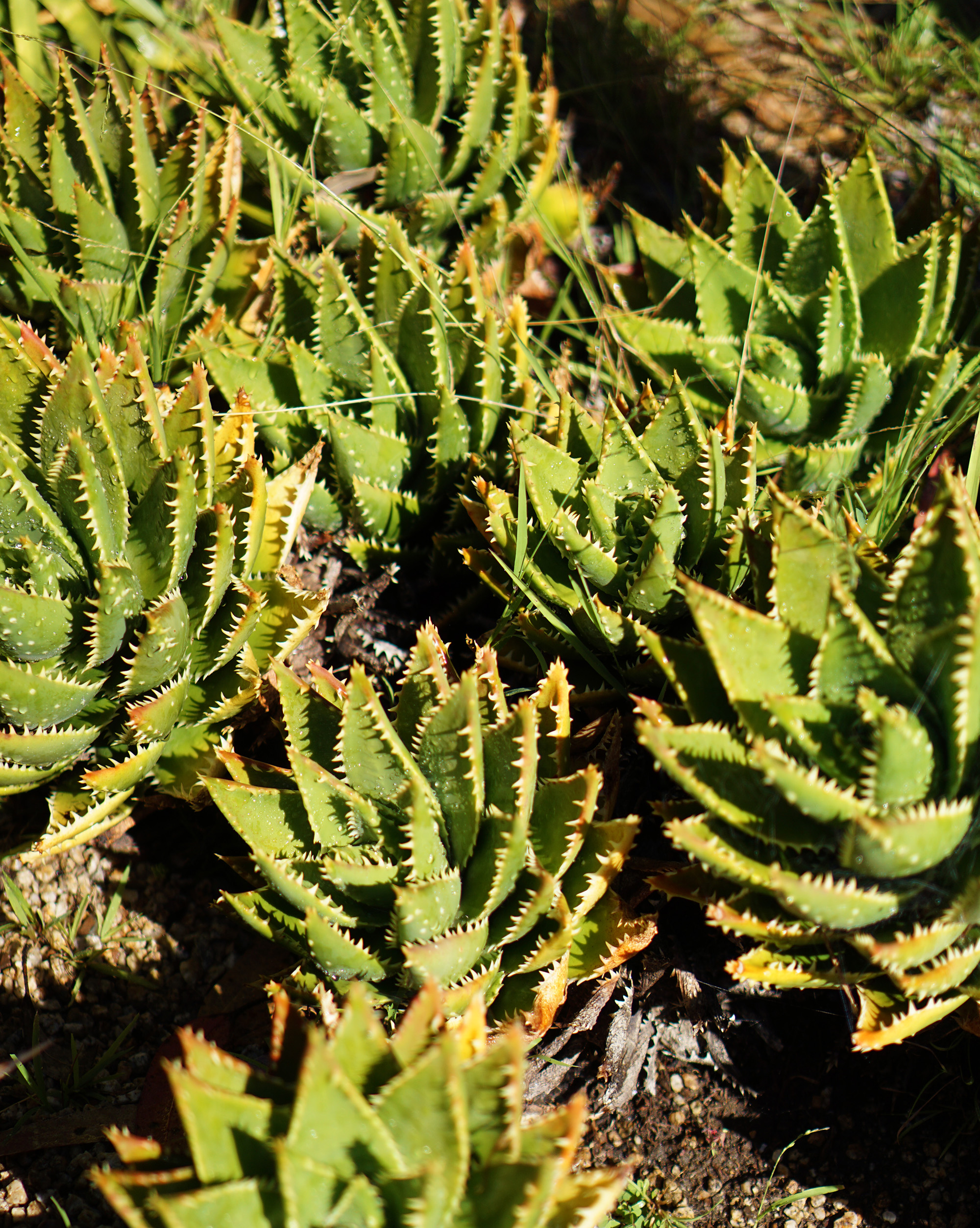 Bright green succulents at the San Francisco Botanical Garden / Darker than Green