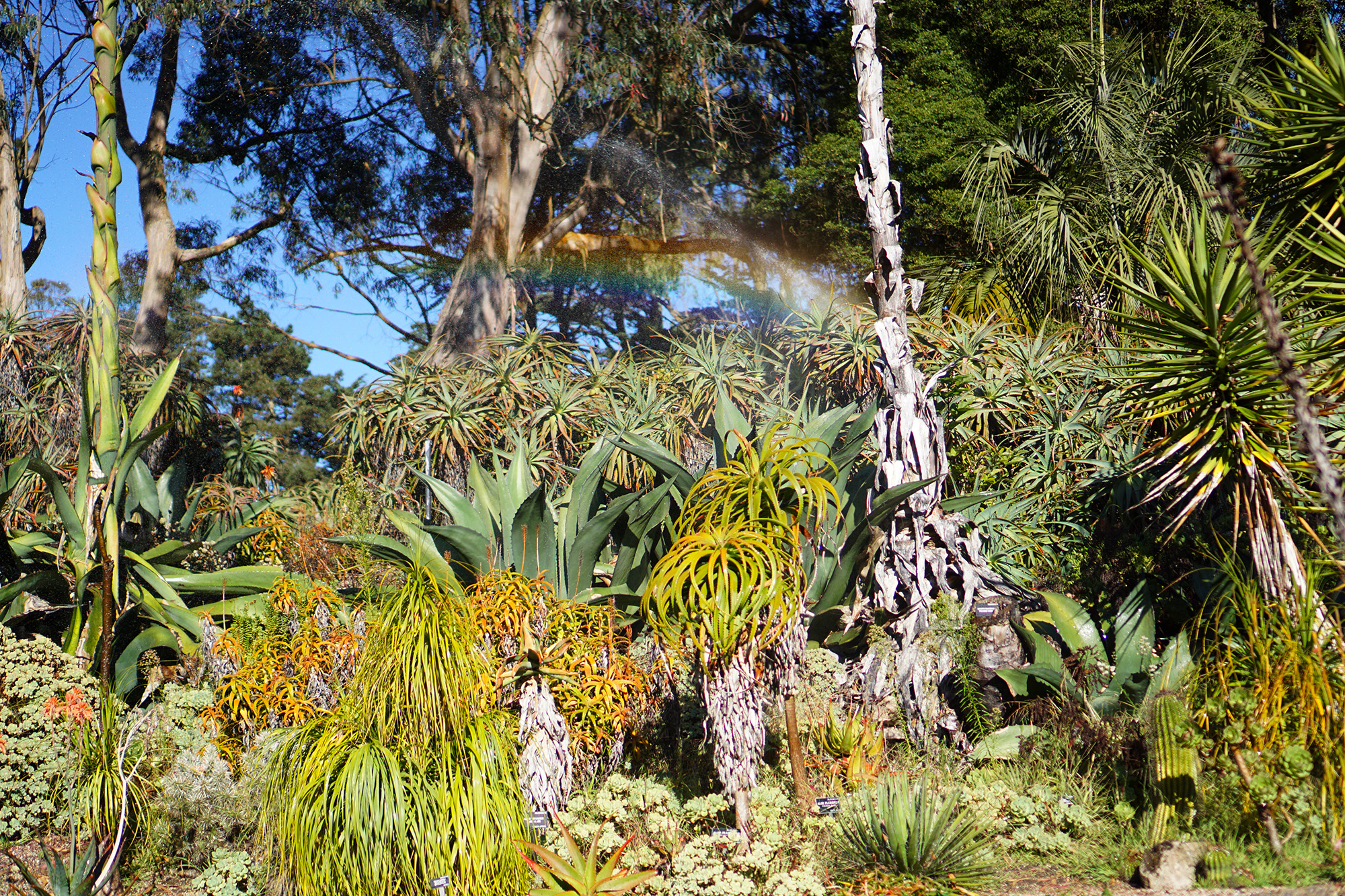 Rainbow in the sprinklers in the desert area of the San Francisco Botanical Garden / Darker than Green