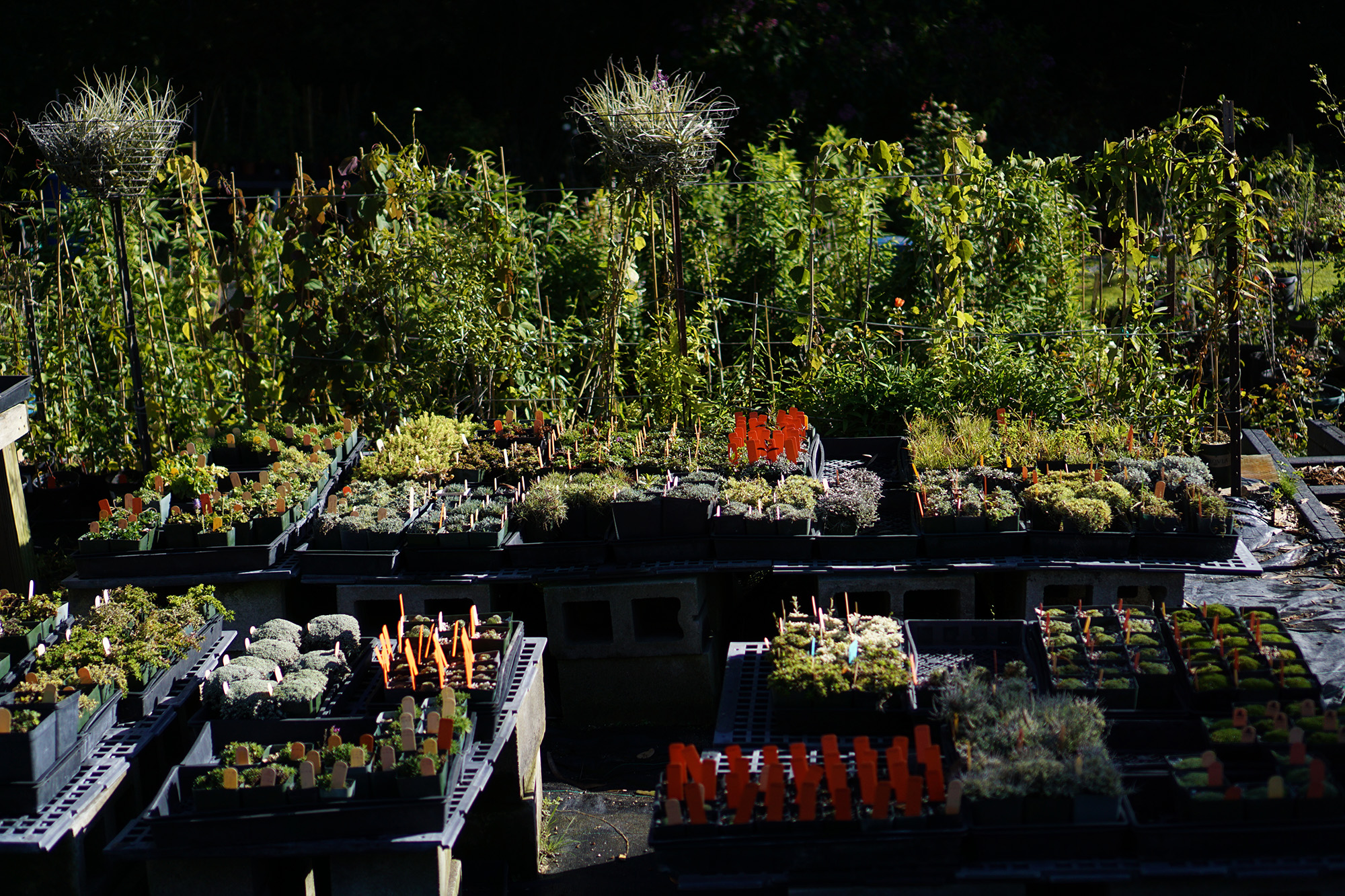 Nursery area at the San Francisco Botanical Garden / Darker than Green