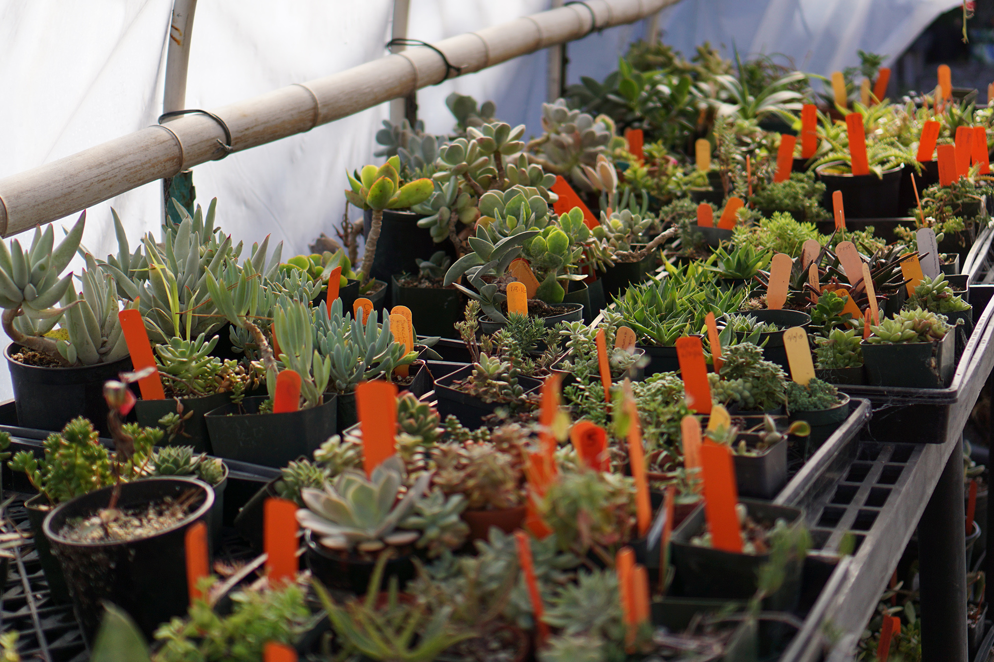 Succulents in a hoop house, San Francisco Botanical Garden / Darker than Green