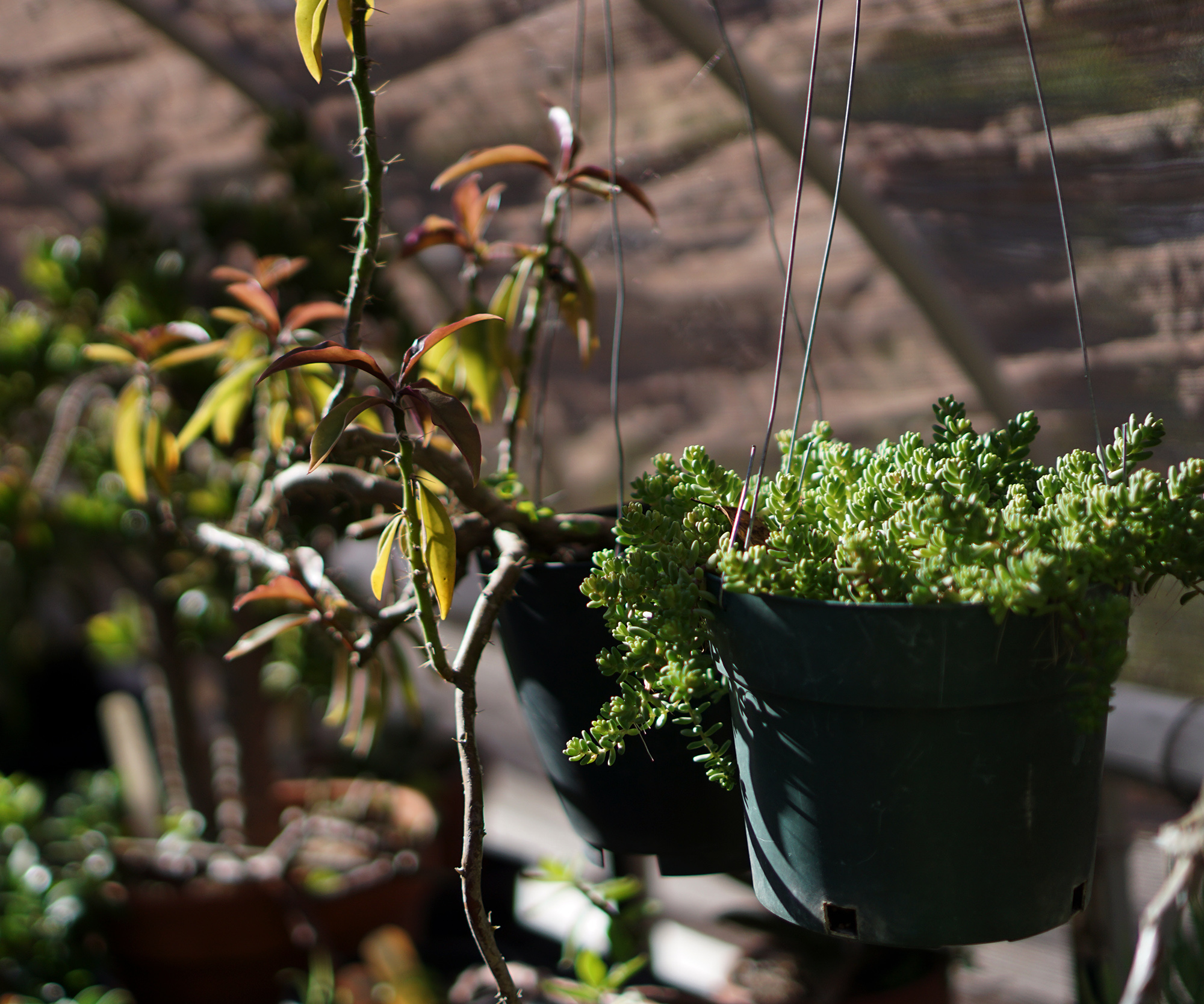 Succulents in a hoop house, San Francisco Botanical Garden / Darker than Green