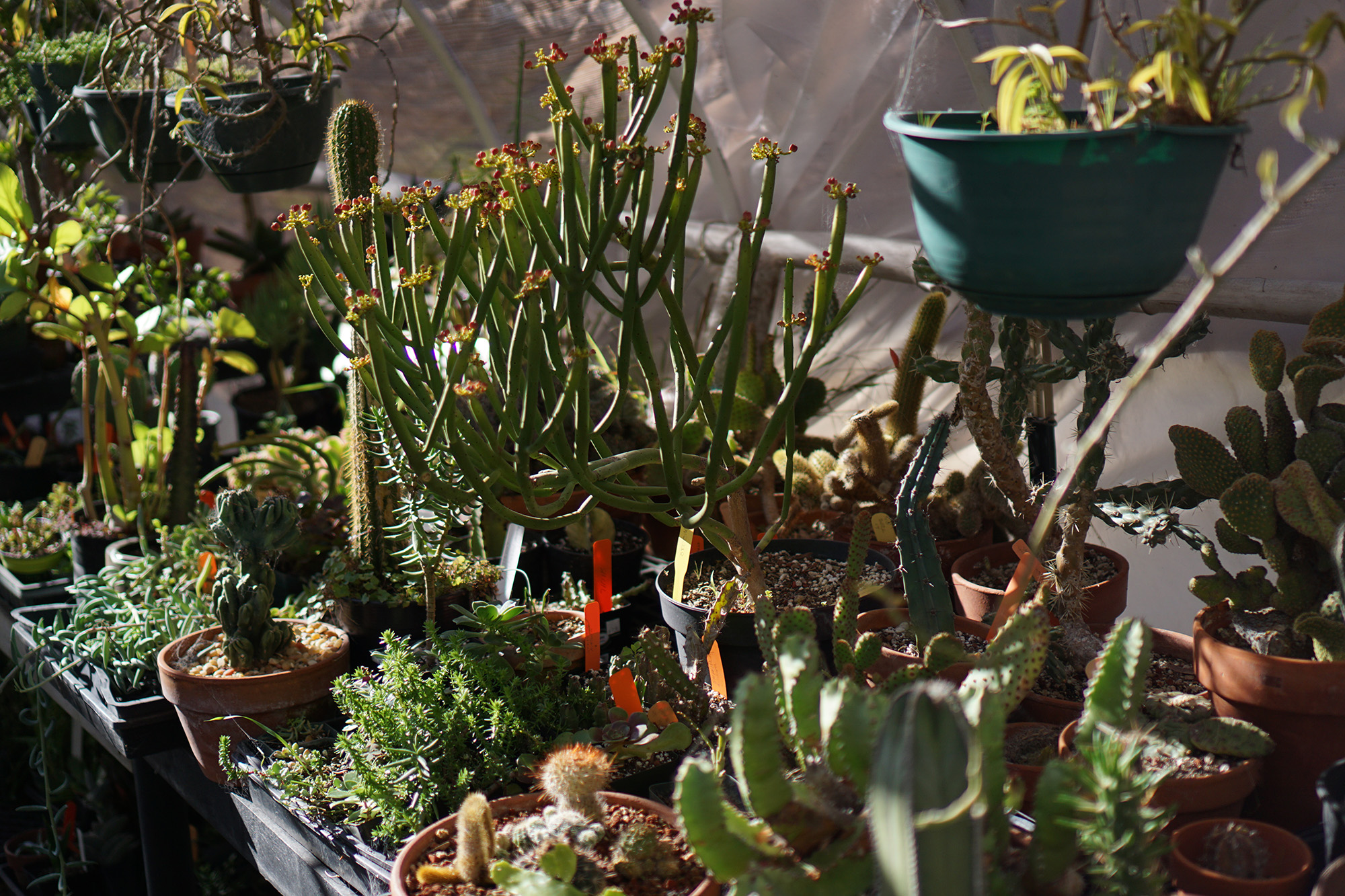 Succulents in a hoop house, San Francisco Botanical Garden / Darker than Green