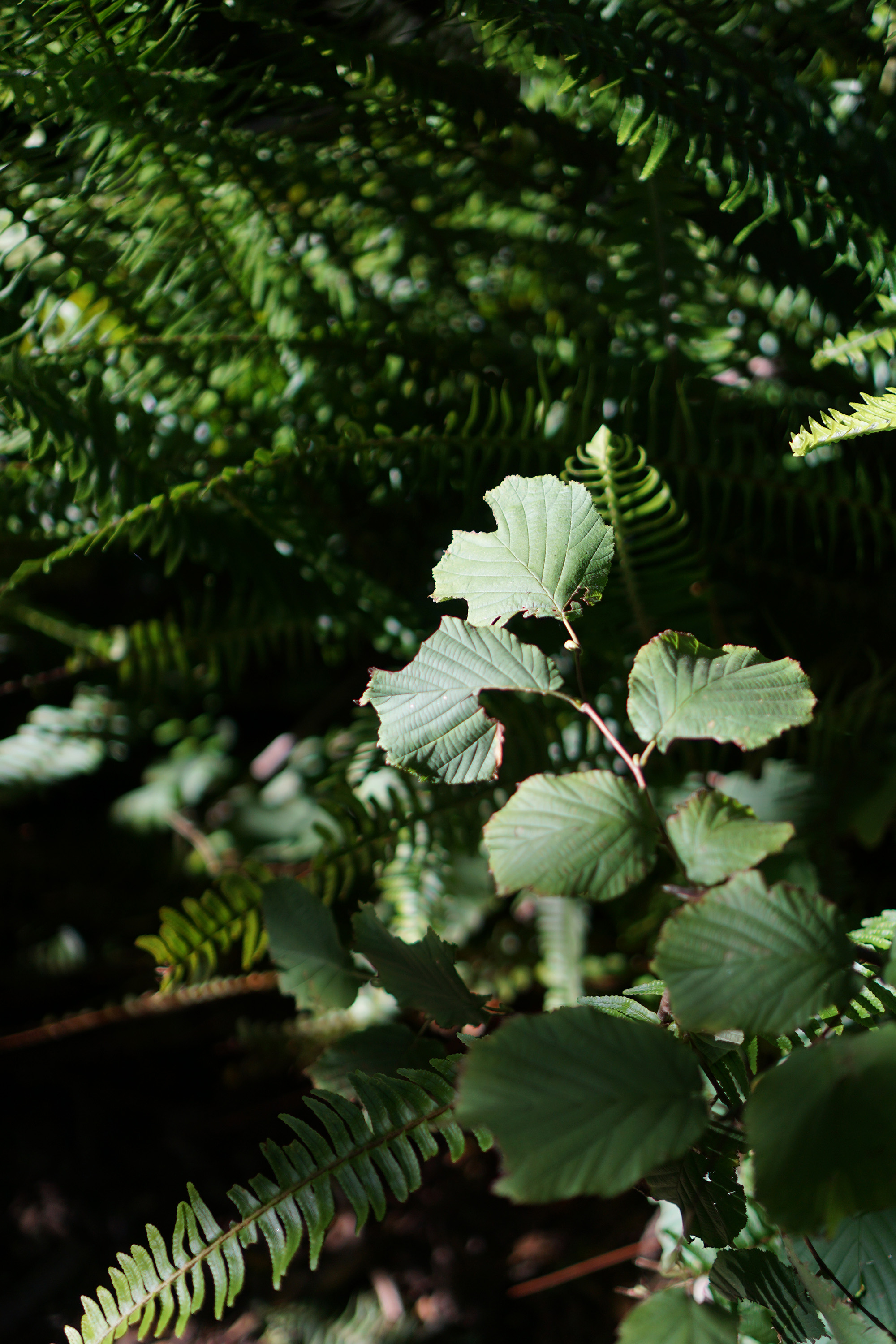 Plants in dappled sunlight, San Francisco Botanical Garden / Darker than Green