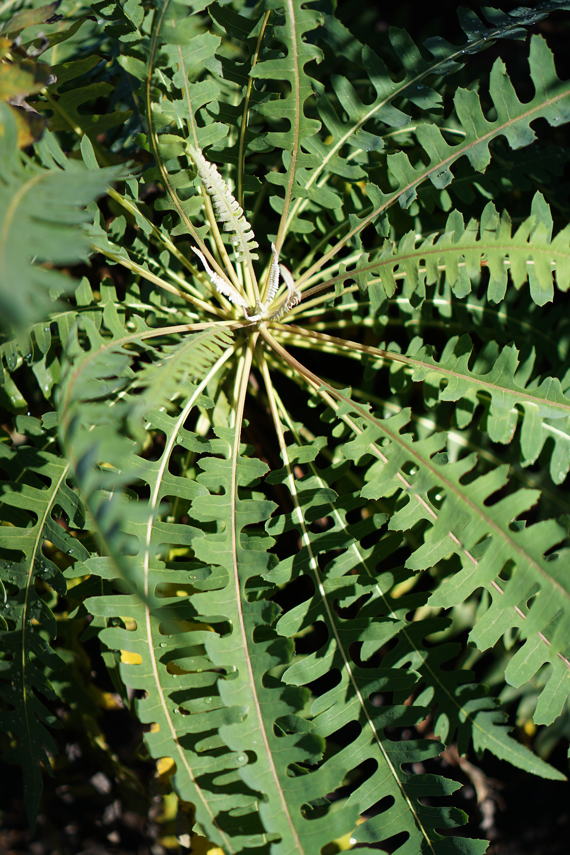 Bird's eye view of a plant at the San Francisco Botanical Garden / Darker than Green