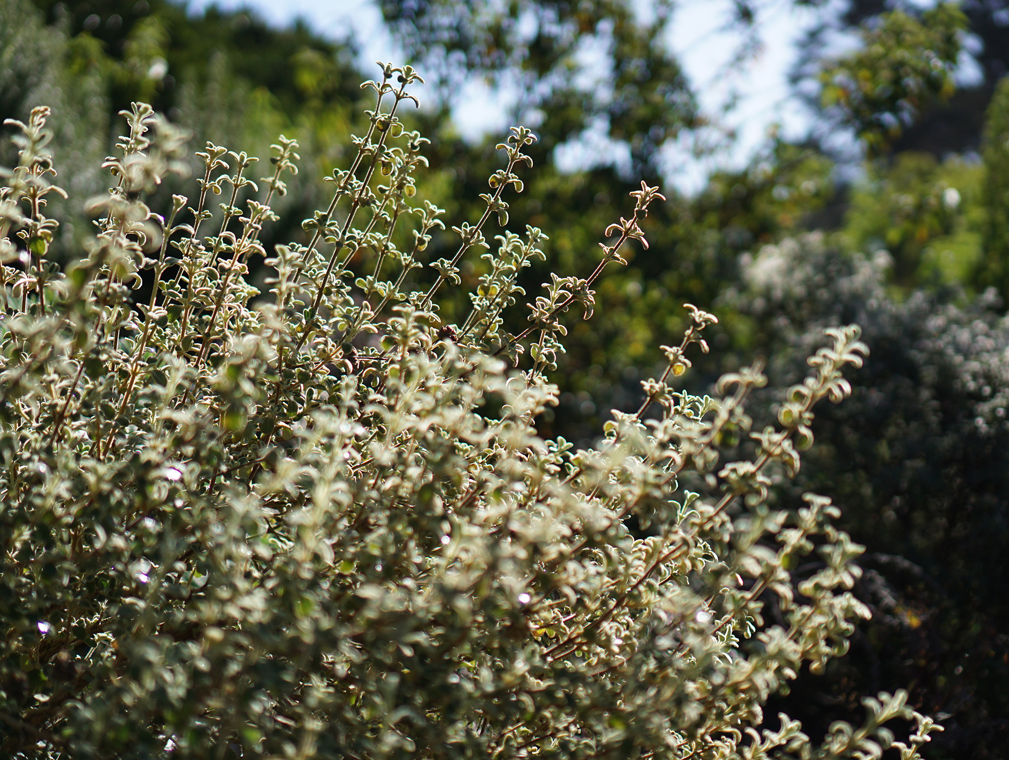 Jerusalem sage, San Francisco Botanical Garden / Darker than Green