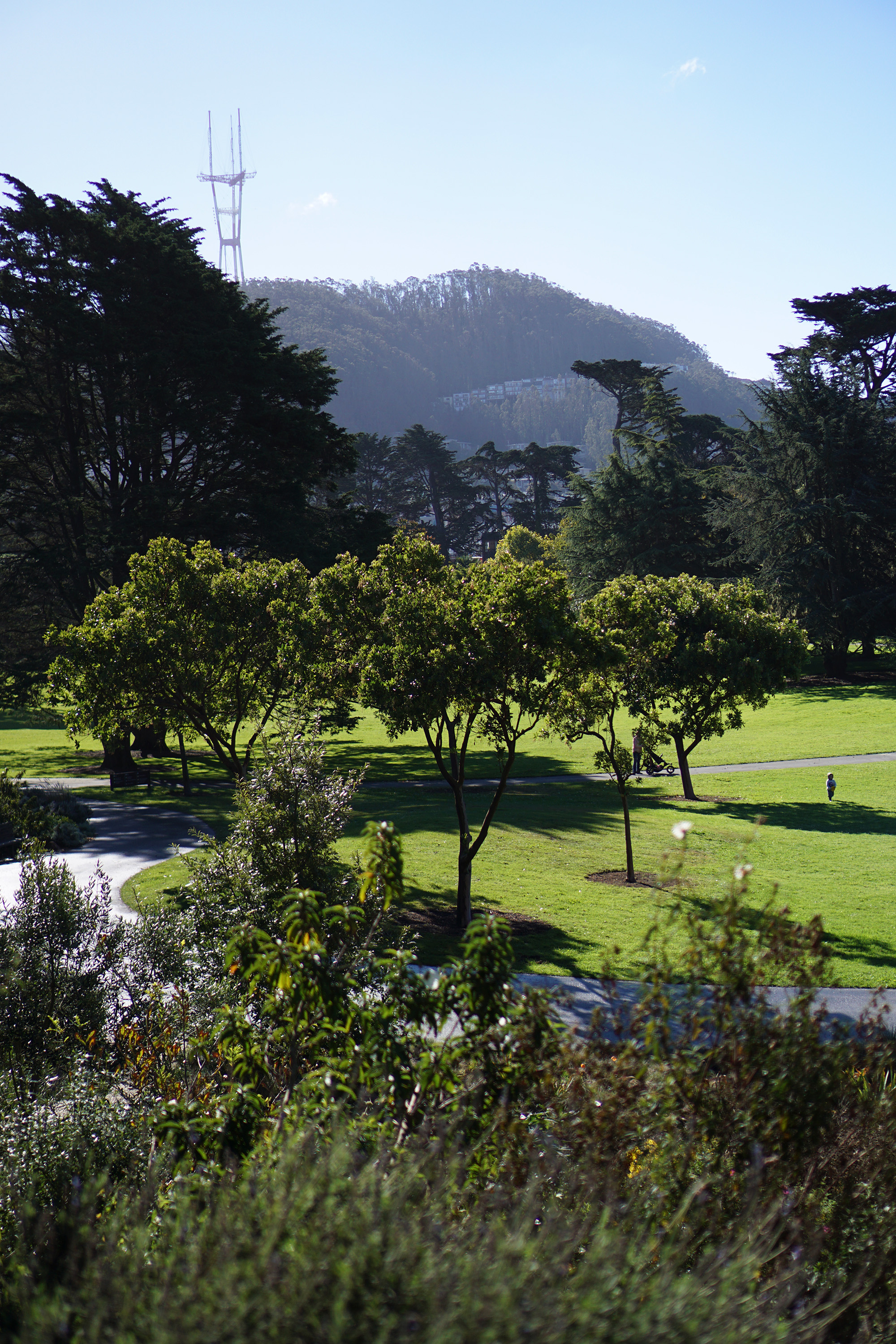 Wide view of the San Francisco Botanical Garden / Darker than Green