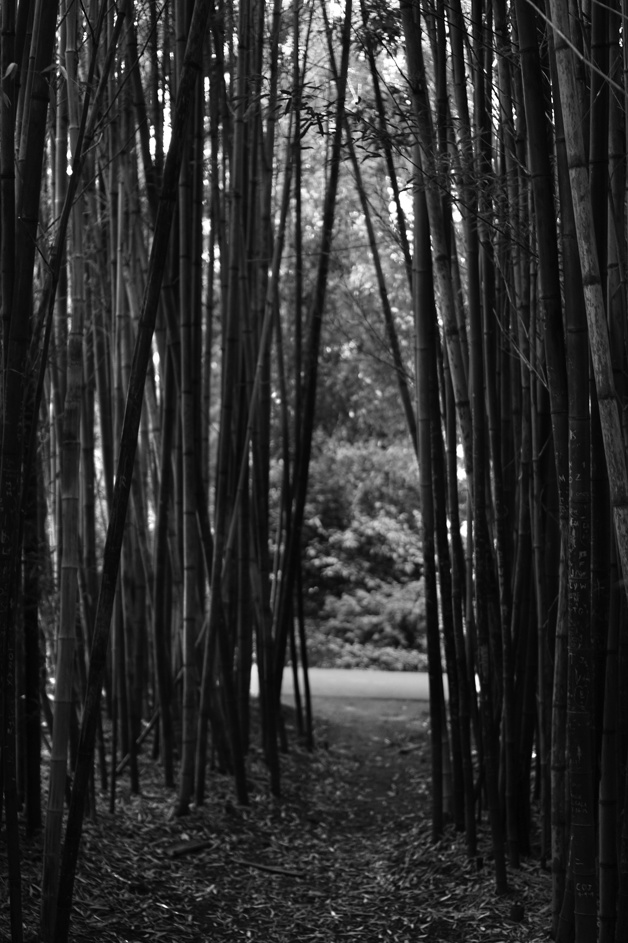 View through the bamboo, San Francisco Botanical Garden / Darker than Green