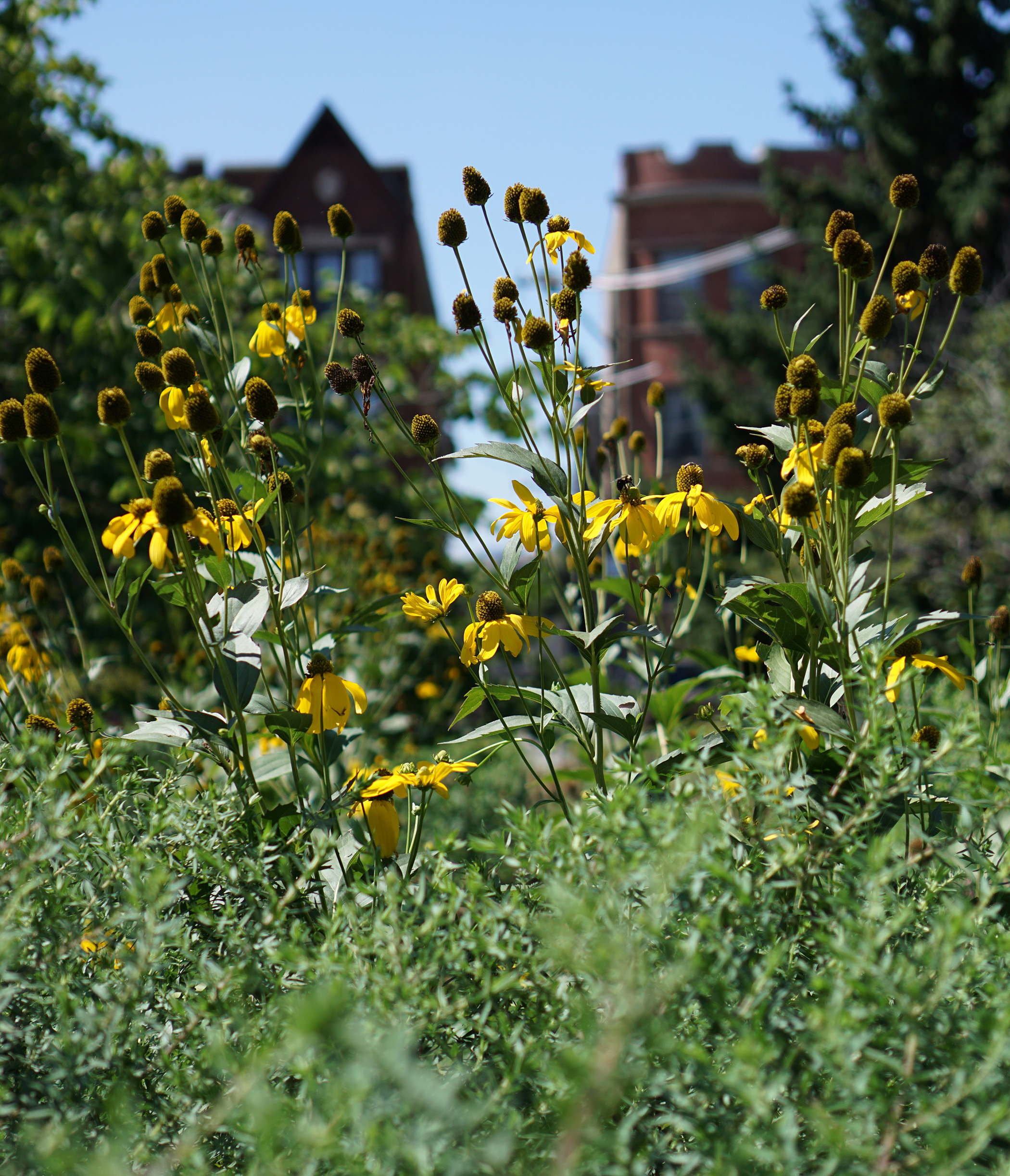 Summer flowers in front of Chicago apartment buildings / Darker than Green