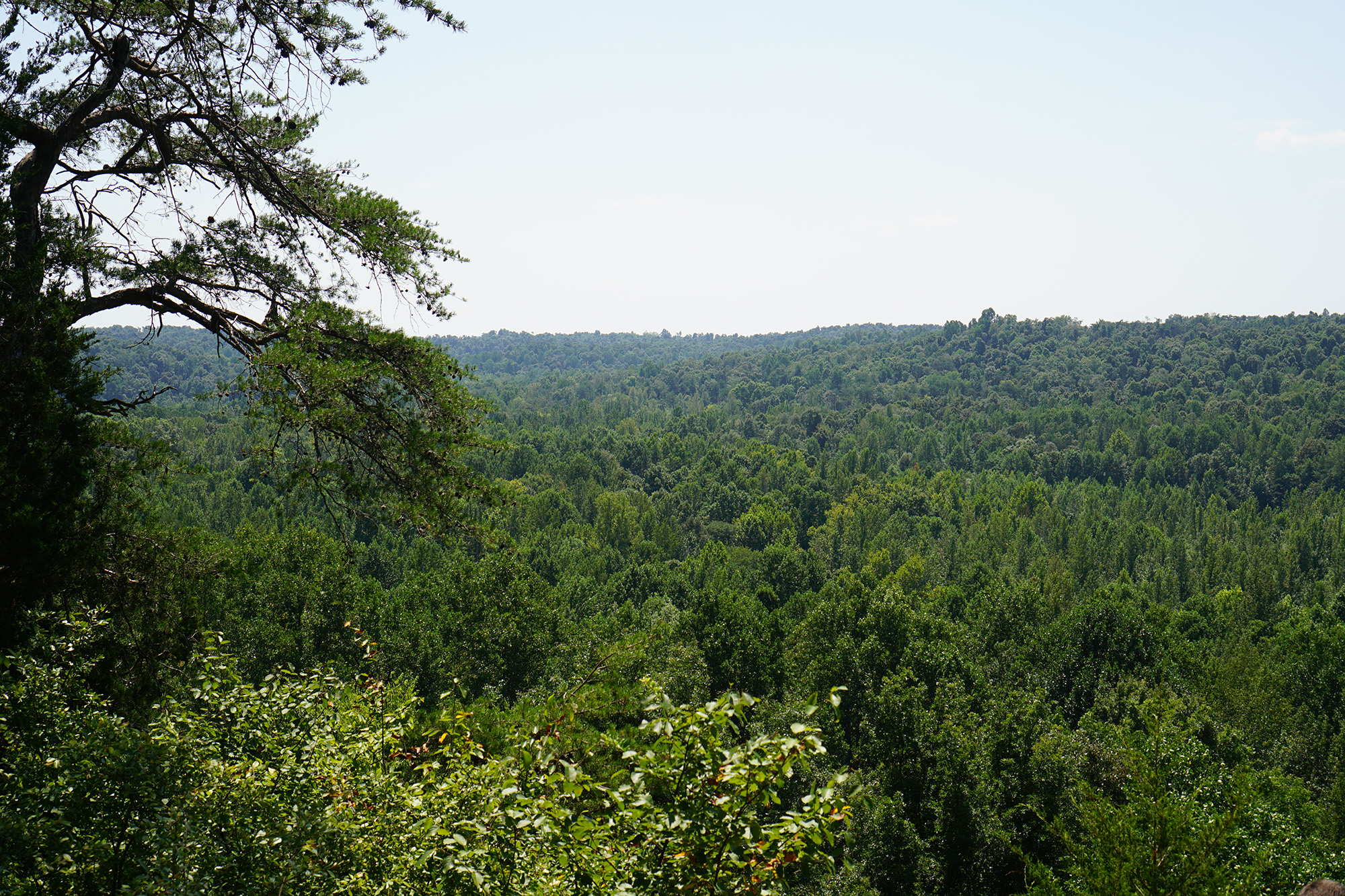 View from Hunter's Bluff, Jones-Keeney Wildlife Management Area, Kentucky / Darker than Green