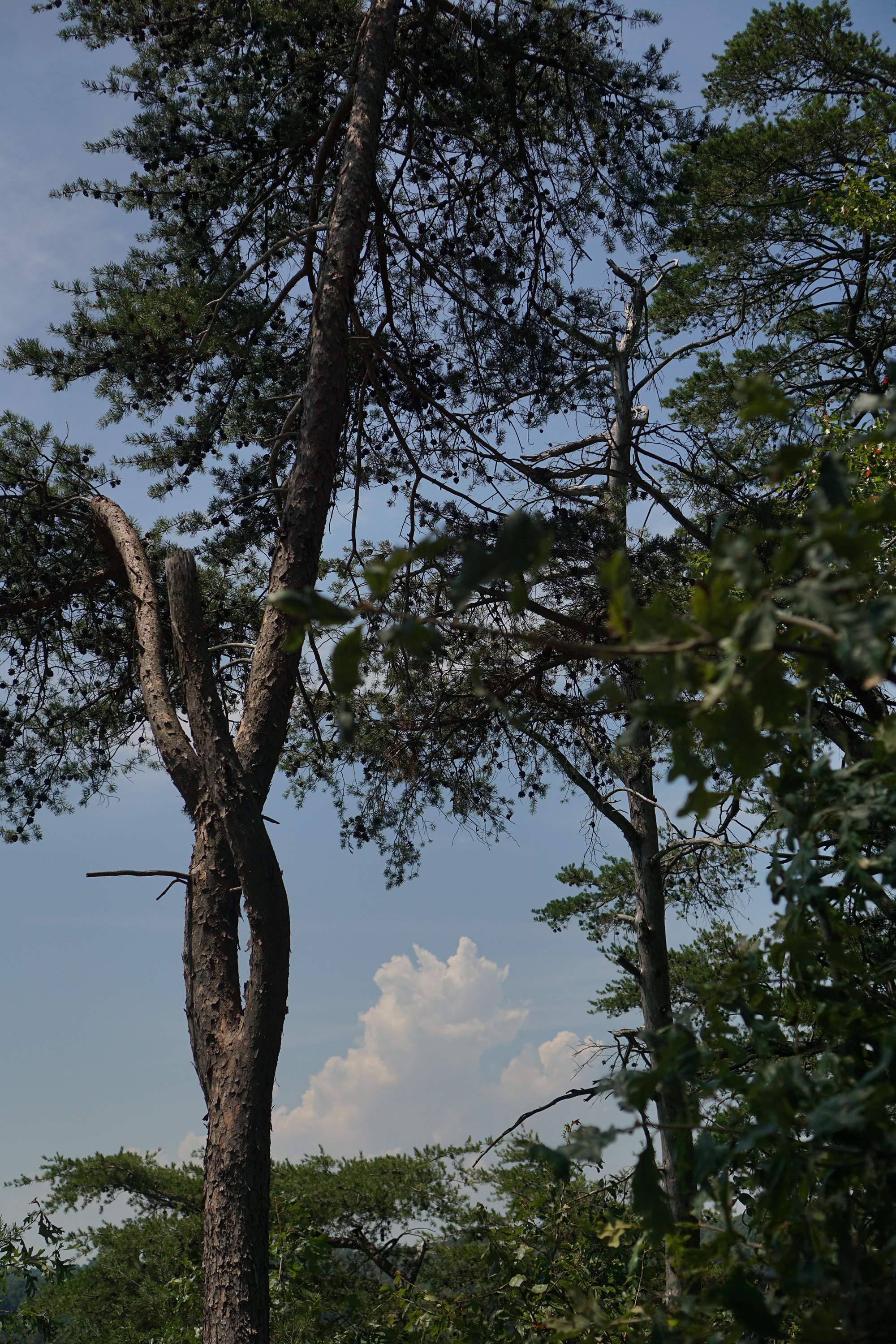 Trees during partial solar eclipse / Darker than Green