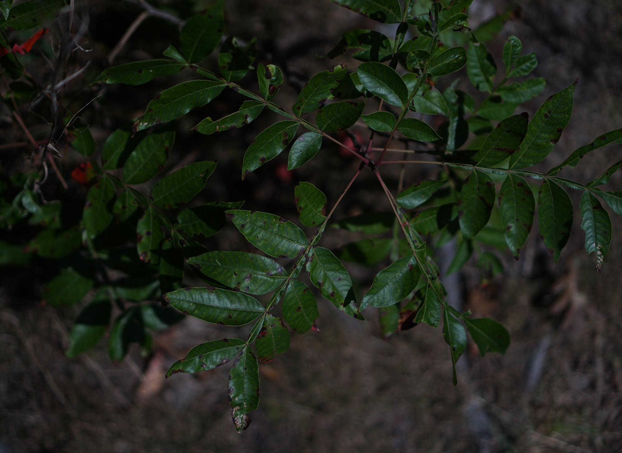 Plant during partial solar eclipse / Darker than Green