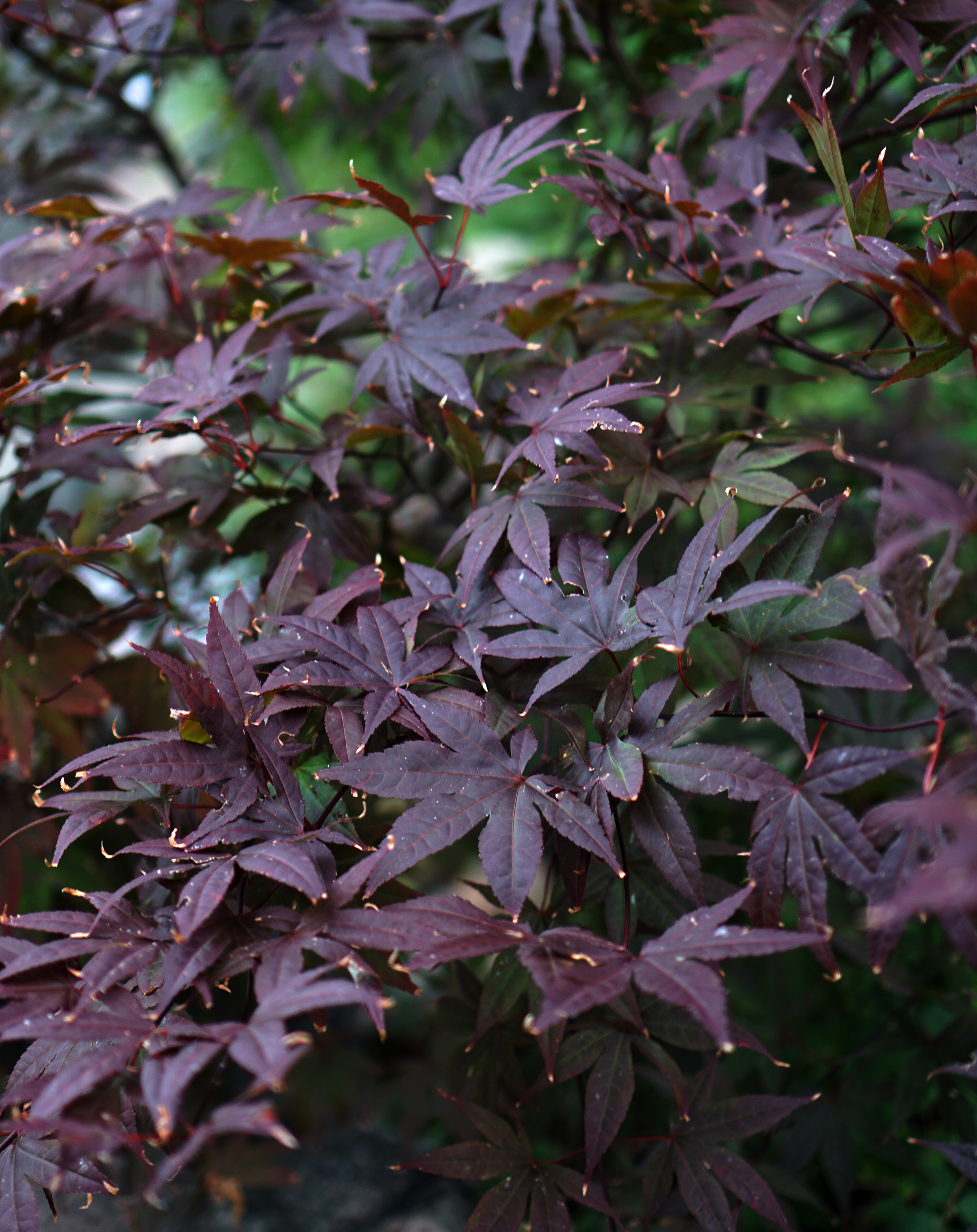 Purple Japanese Maple in the Garden of the Phoenix, Jackson Park / Darker than Green