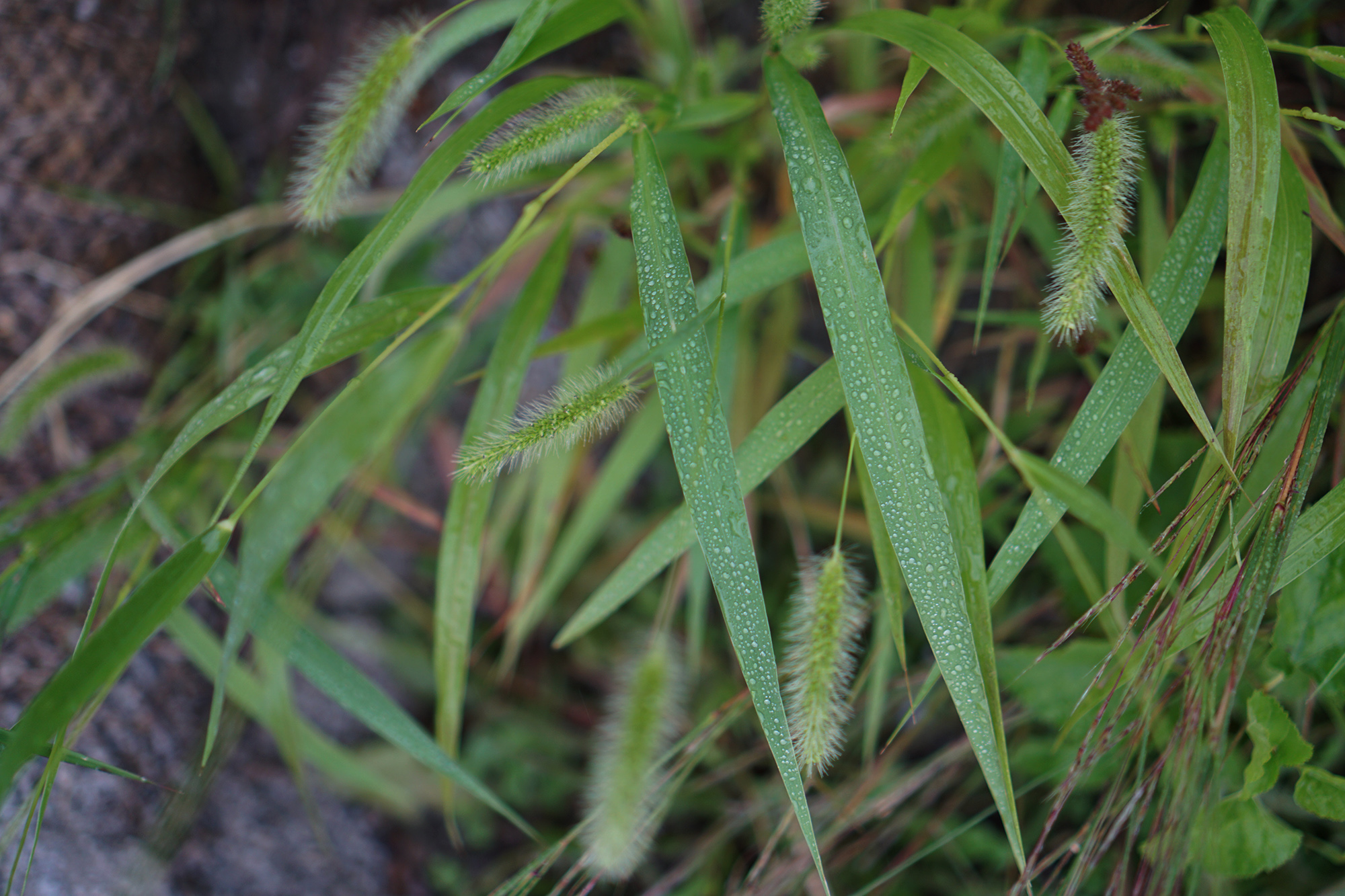 Native plants in Jackson Park / Darker than Green