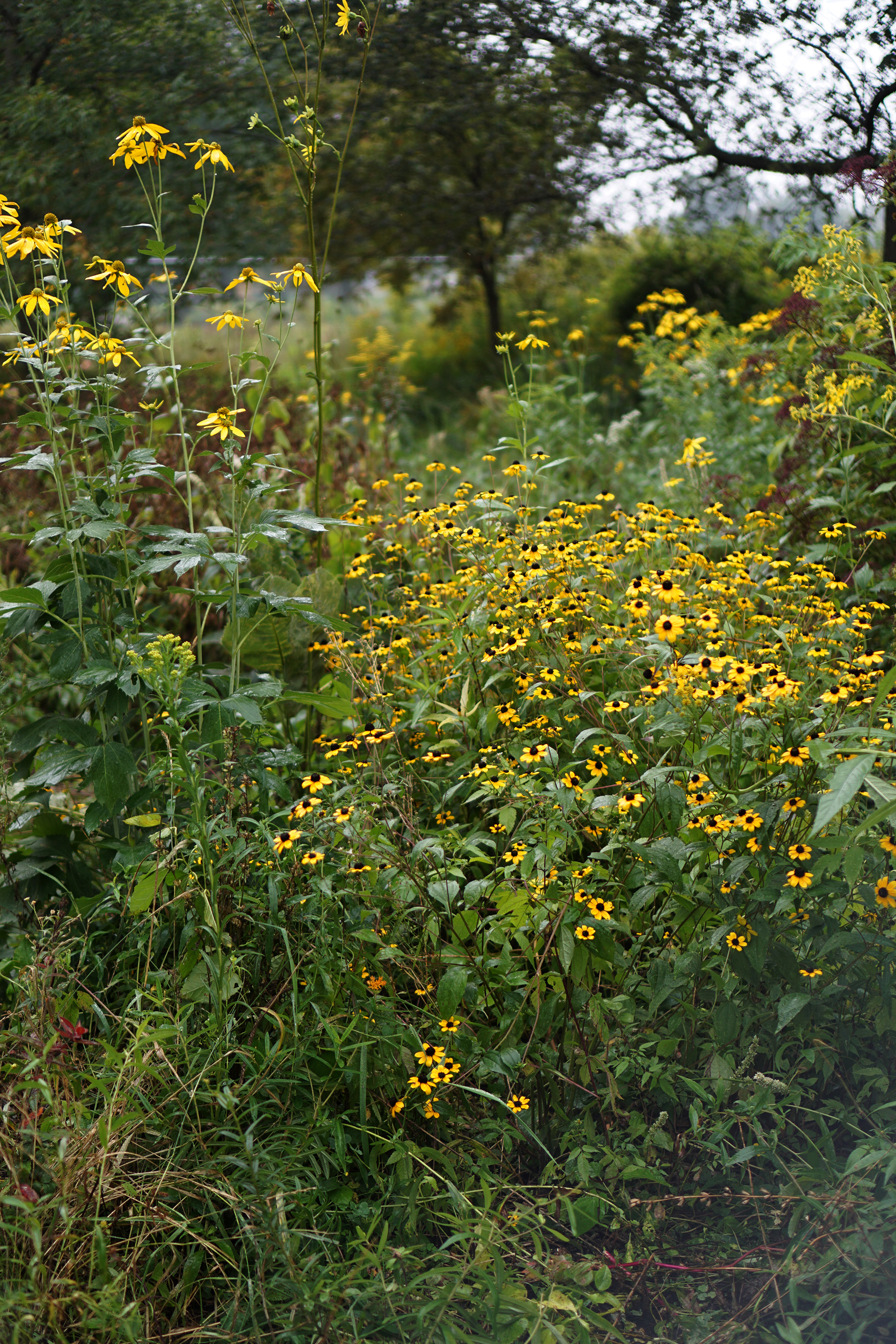 Native plants in Jackson Park / Darker than Green