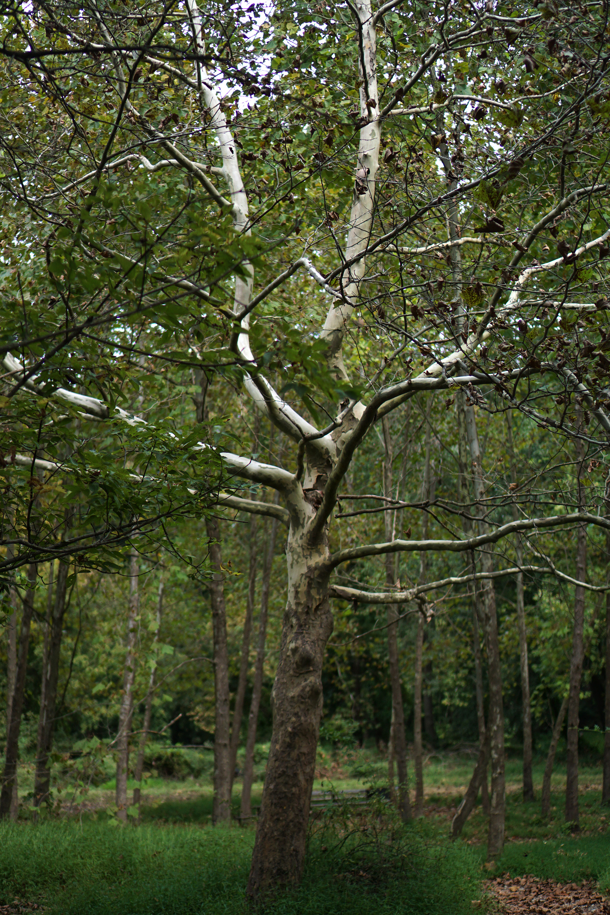 Lone tree in the shade, Patapsco Valley State Park, Maryland / Darker than Green