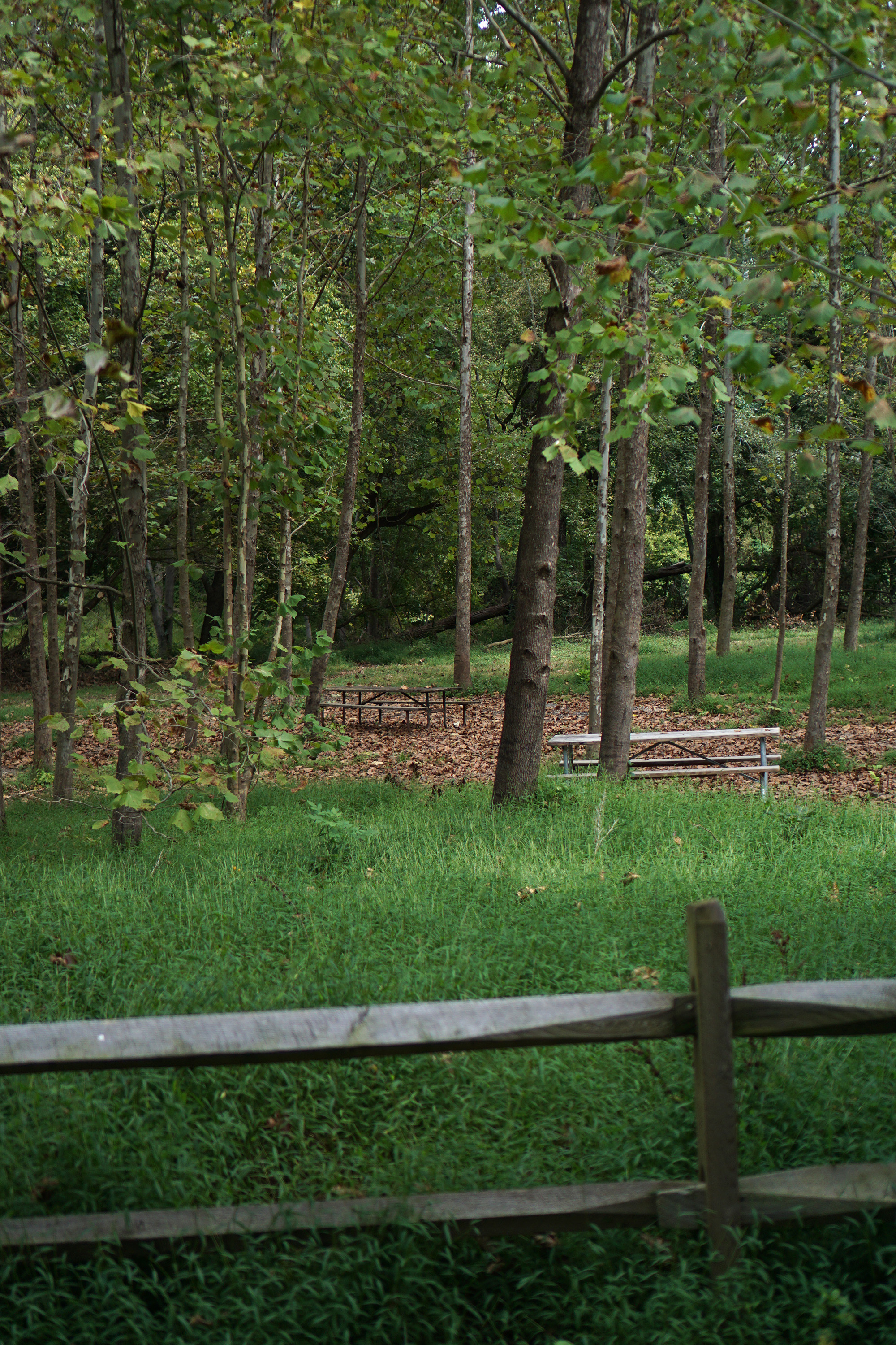 Picnic area among the trees, Patapsco Valley State Park, Maryland / Darker than Green