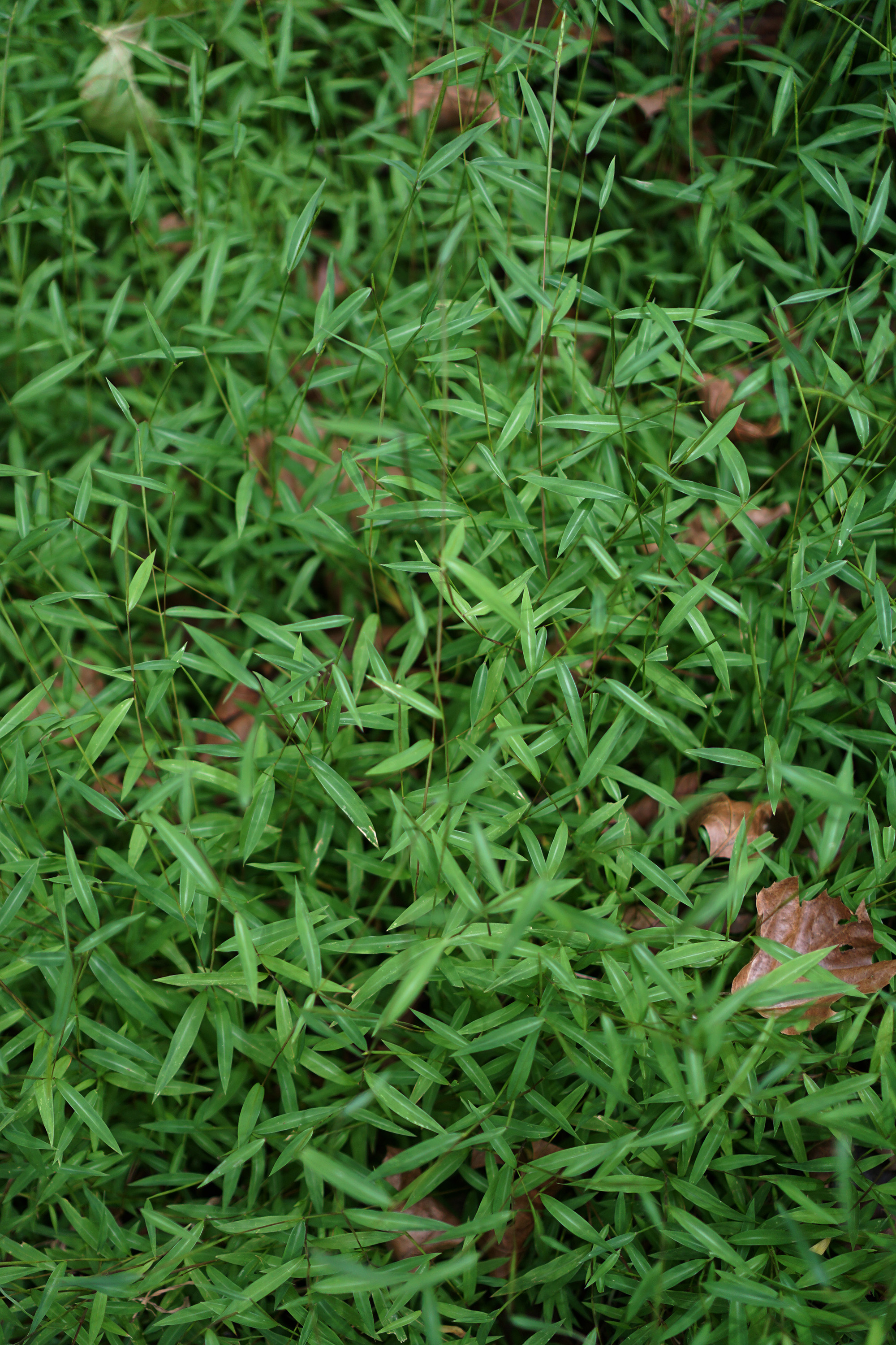 Green groundcover, Patapsco Valley State Park, Maryland / Darker than Green