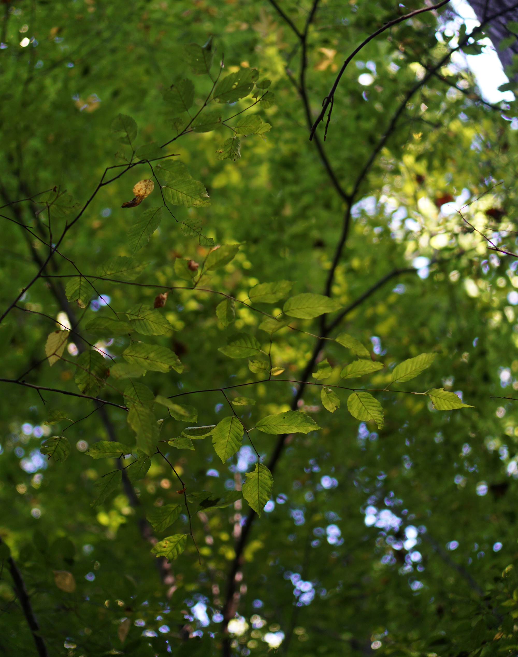 Dappled sunlight in the trees, Patapsco Valley State Park, Maryland / Darker than Green