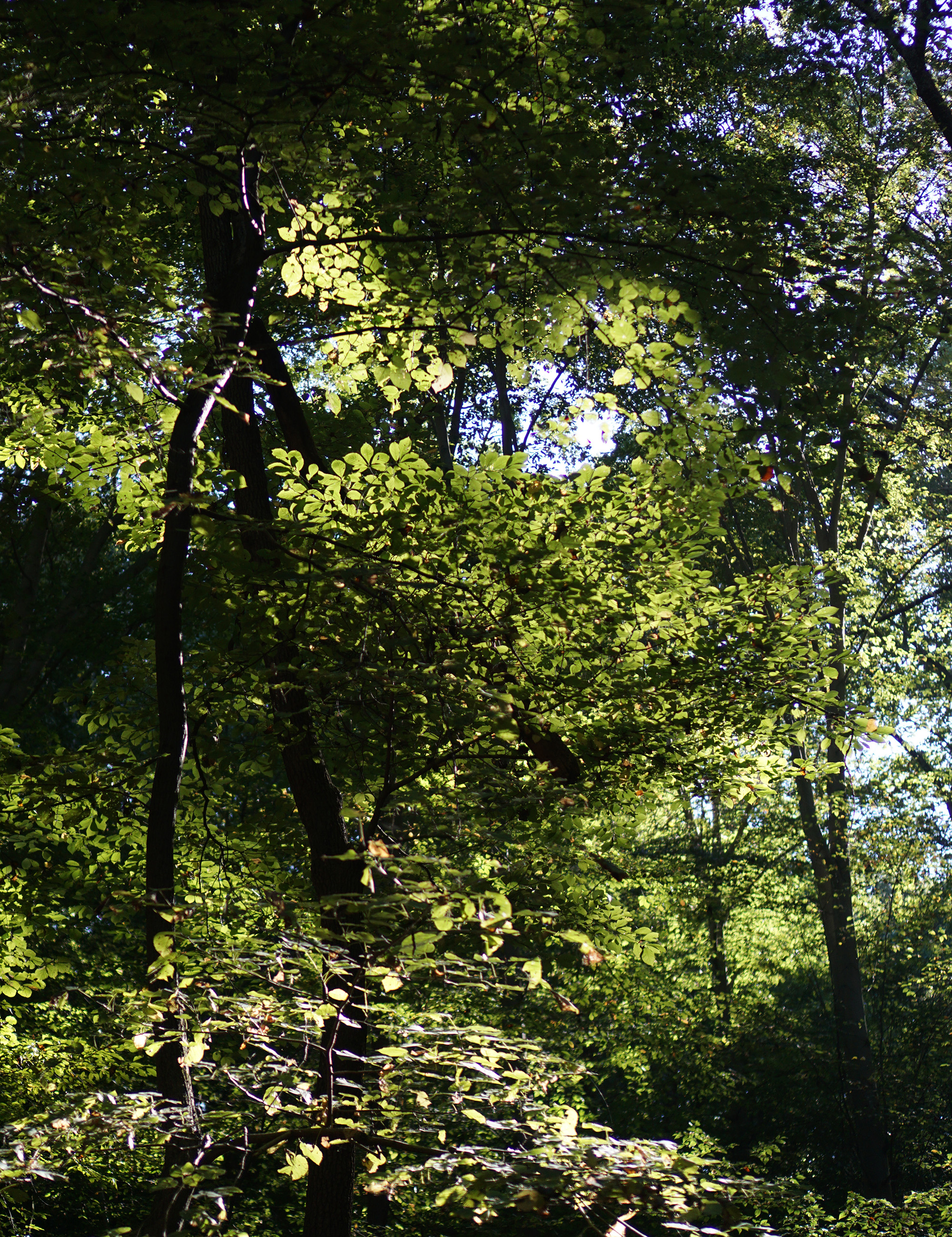 Sunlight through the branches, Patapsco Valley State Park, Maryland / Darker than Green