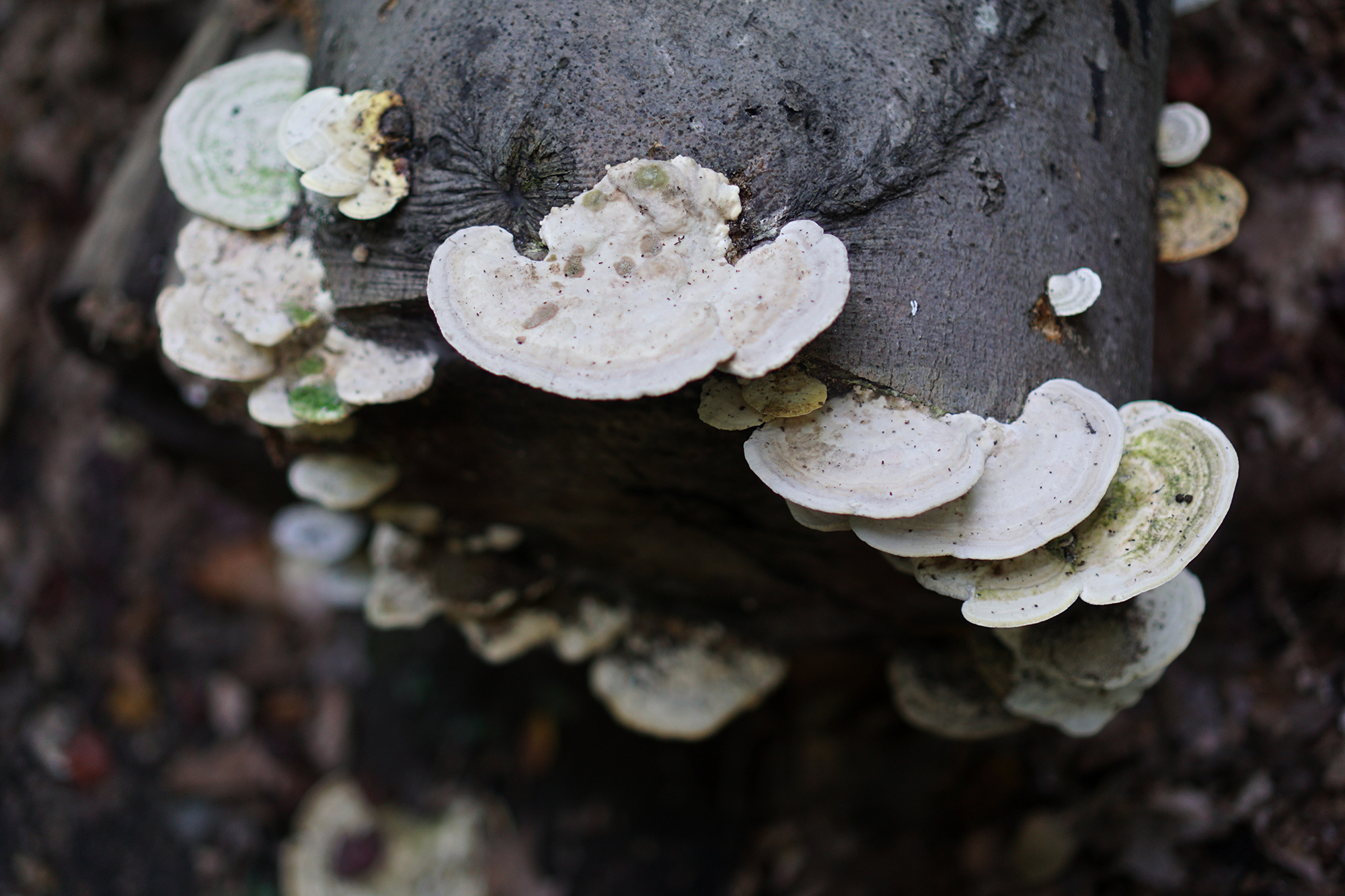 Fungus on a fallen log, Patapsco Valley State Park, Maryland / Darker than Green