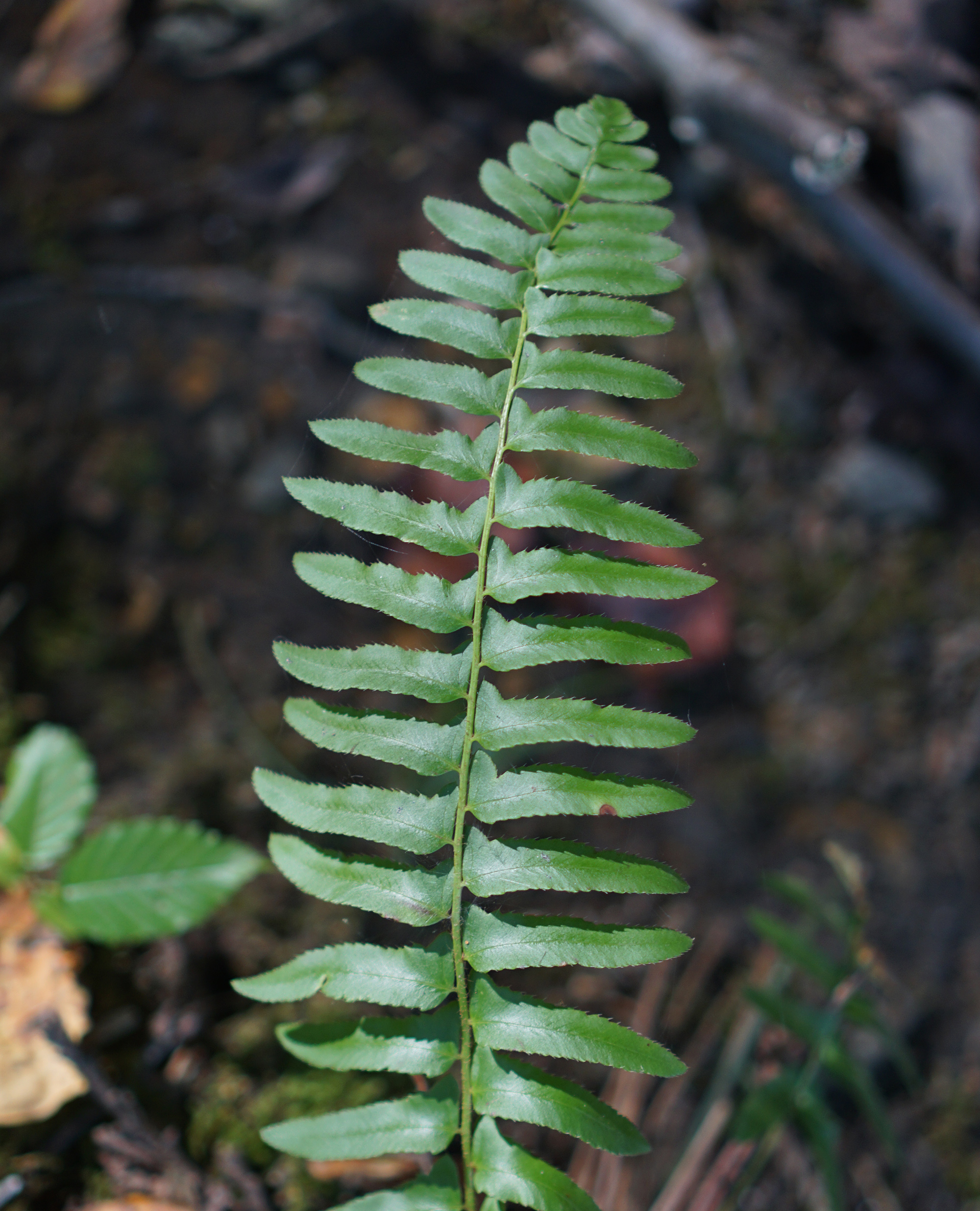 Fern frond, Patapsco Valley State Park, Maryland / Darker than Green