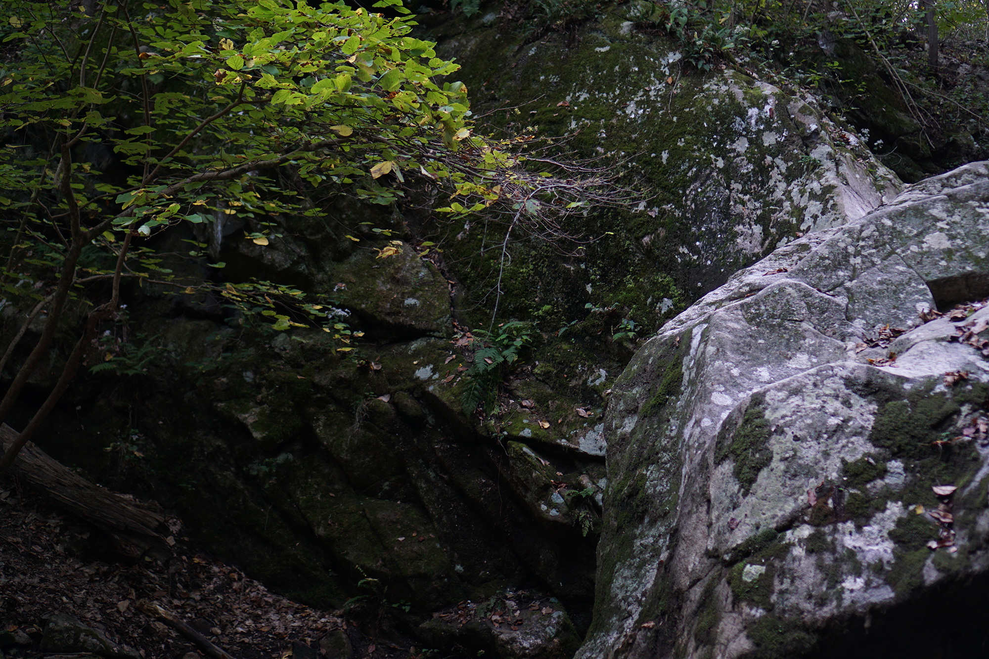 Moss on stone, turning leaves, Patapsco Valley State Park, Maryland / Darker than Green