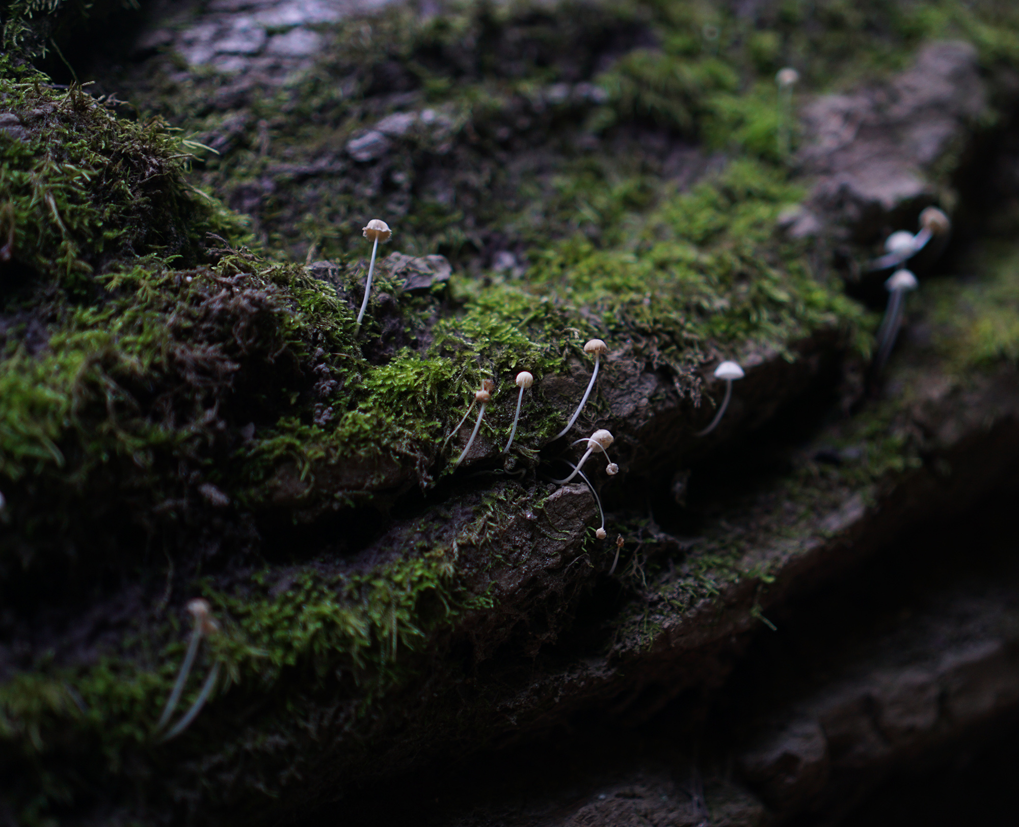 Tiny mushrooms and moss, Patapsco Valley State Park, Maryland / Darker than Green
