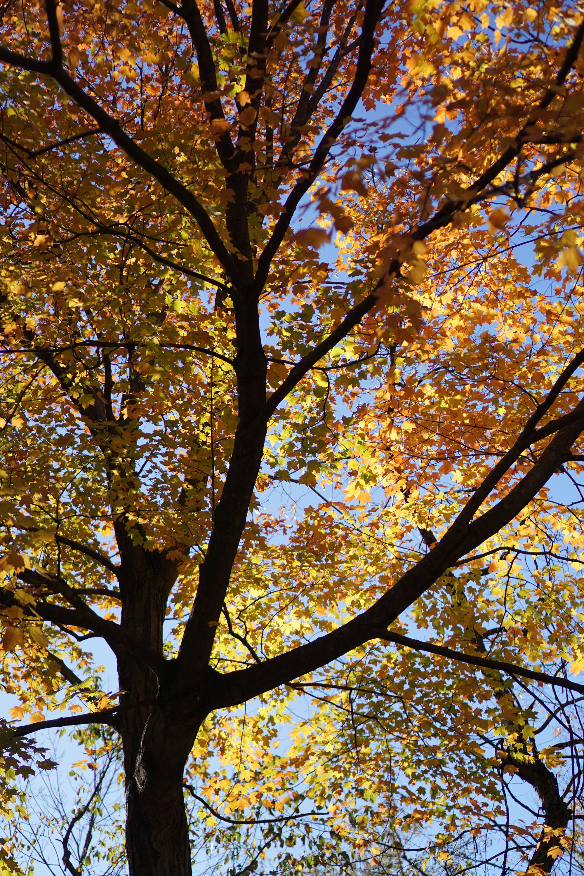 Fall foliage in Miami Woods, Morton Grove Illinois / Darker than Green