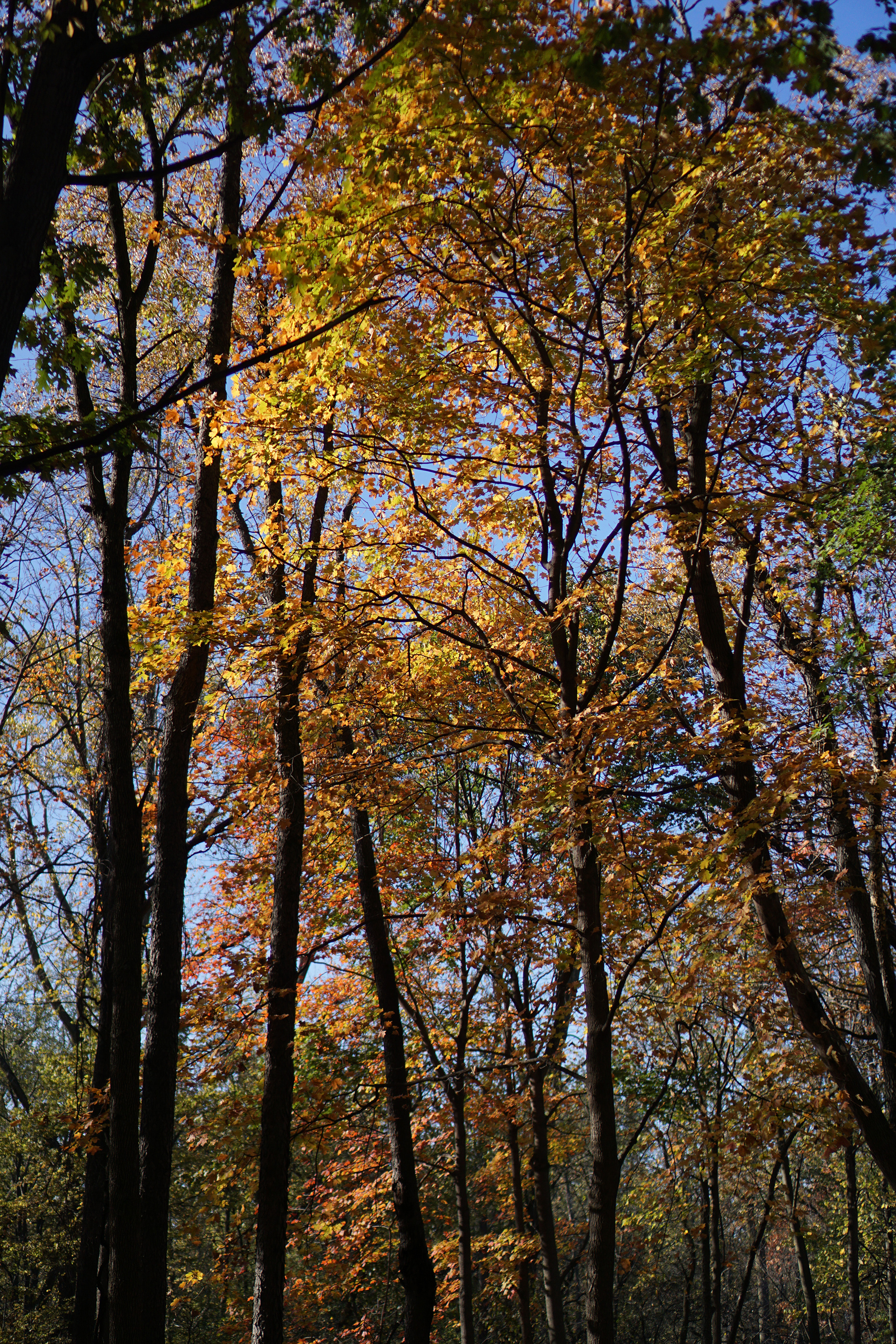 Fall foliage in Miami Woods, Morton Grove Illinois / Darker than Green