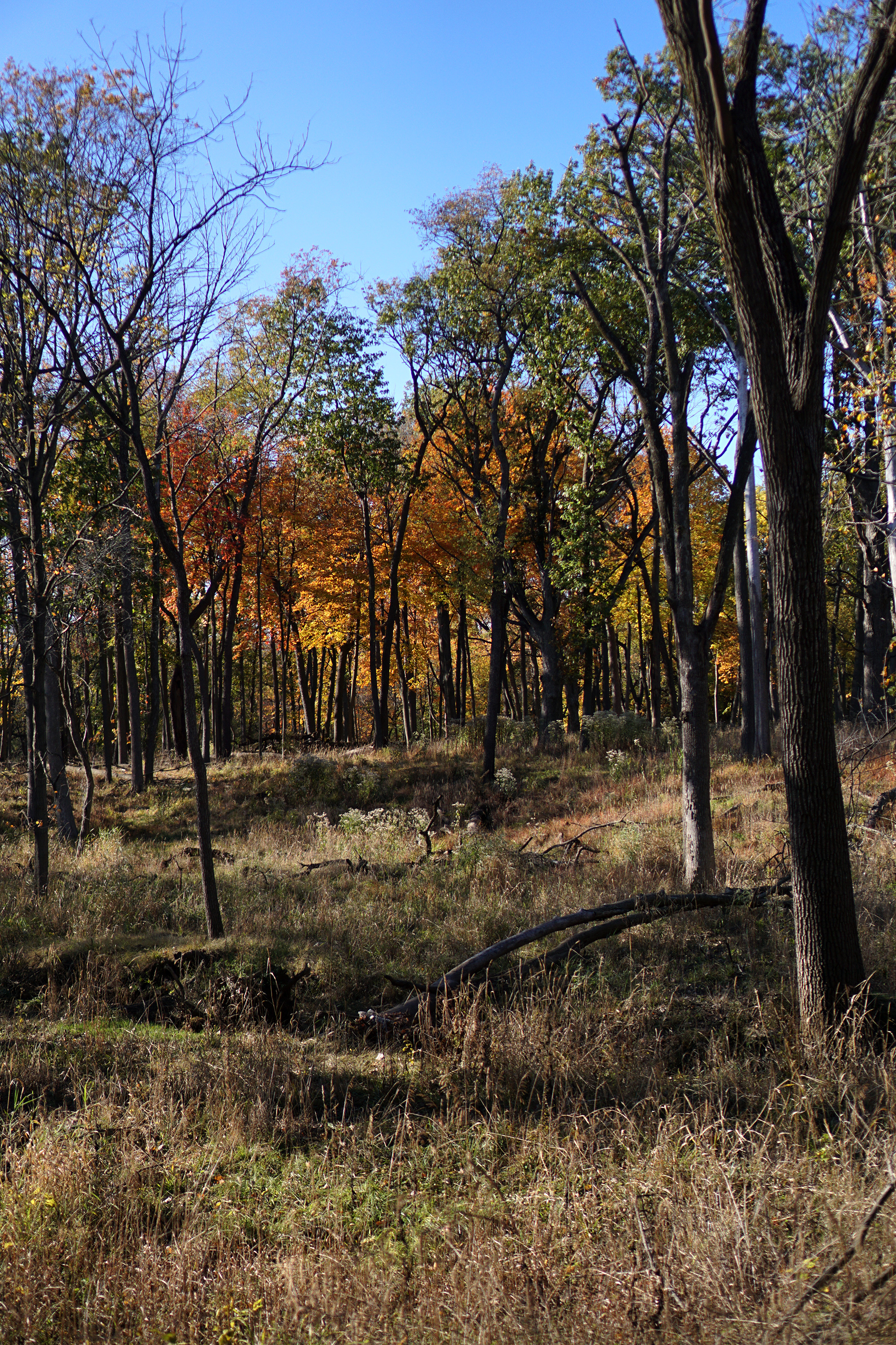 A warm-colored fall vista in Miami Woods, Morton Grove Illinois / Darker than Green