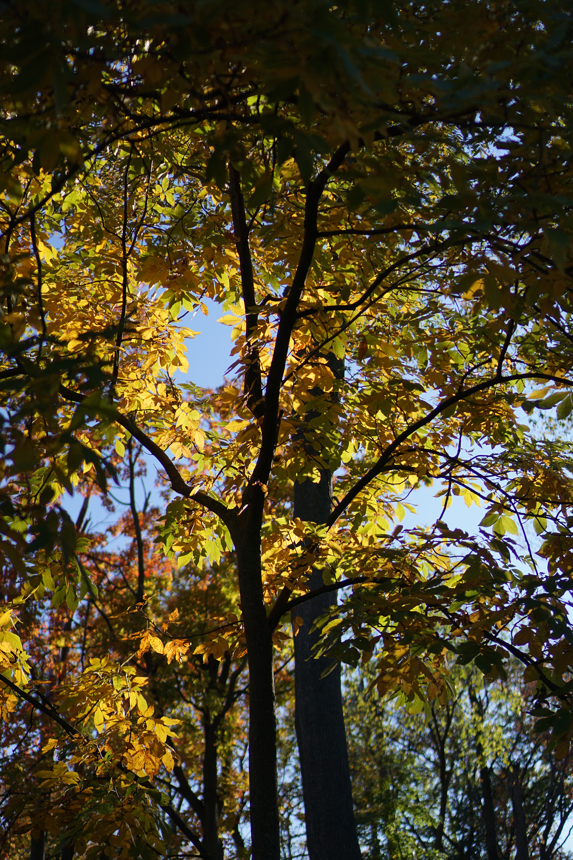 Fall foliage in Miami Woods, Morton Grove Illinois / Darker than Green