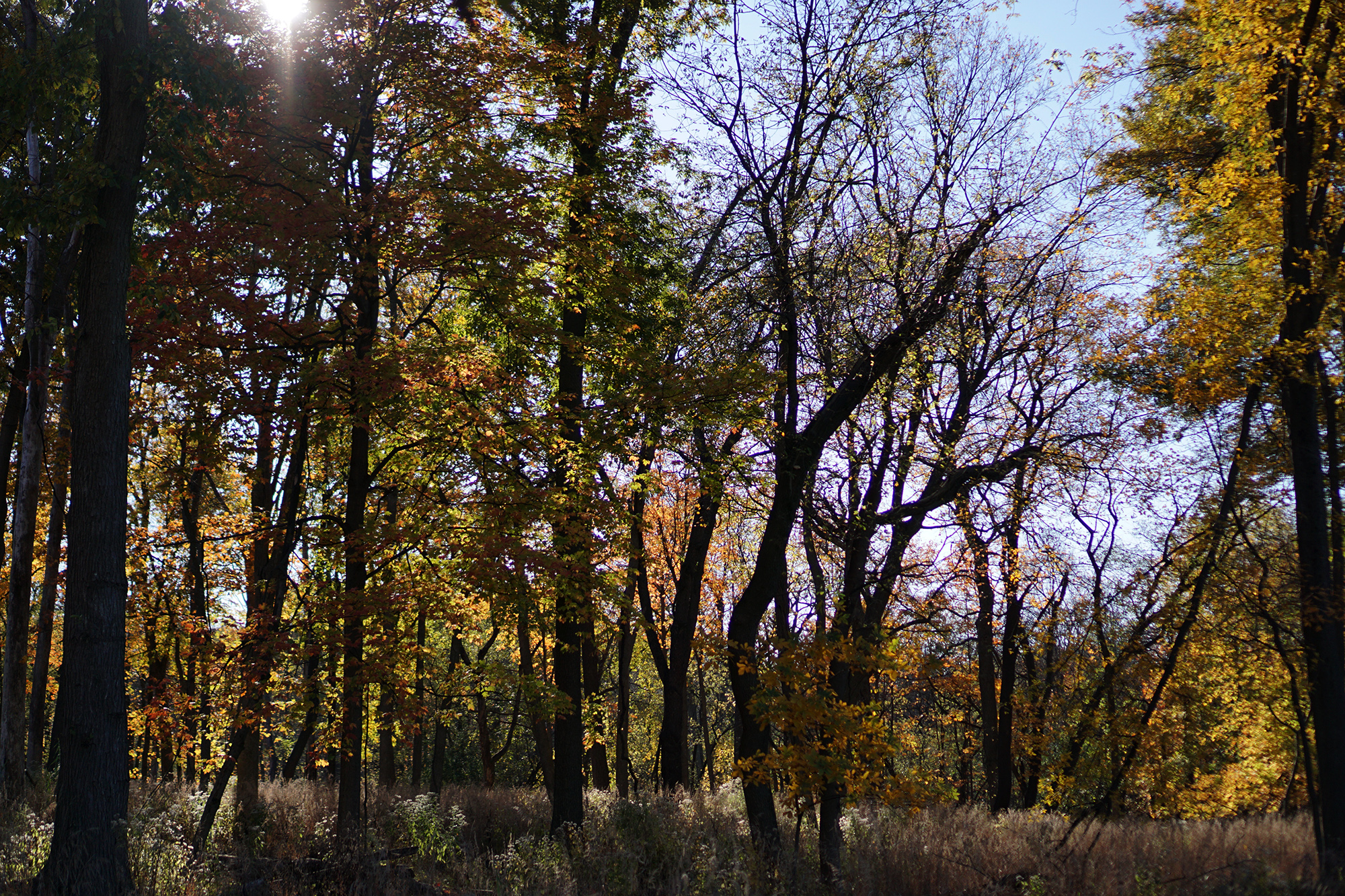 Autumn trees in Miami Woods, Morton Grove Illinois / Darker than Green