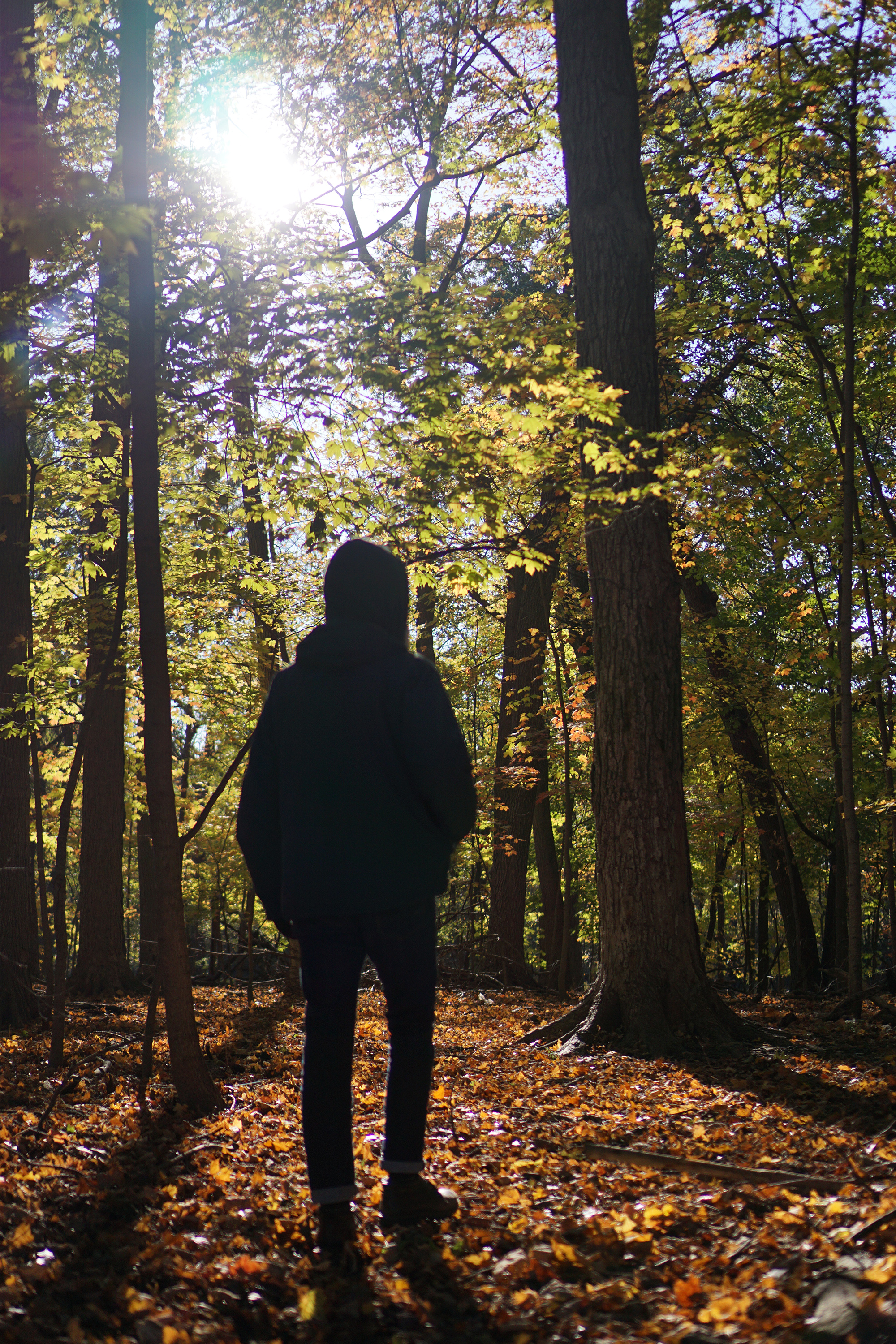 Man silhouetted against fall foliage in Miami Woods, Morton Grove Illinois / Darker than Green