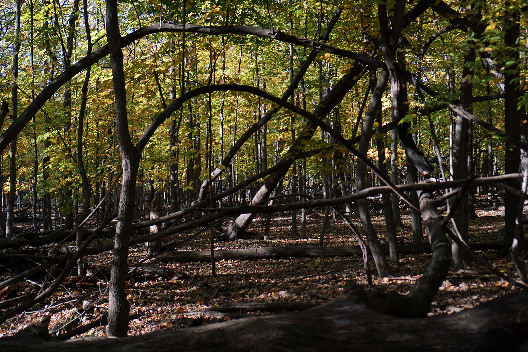 Bent and broken trees in Miami Woods, Morton Grove Illinois / Darker than Green