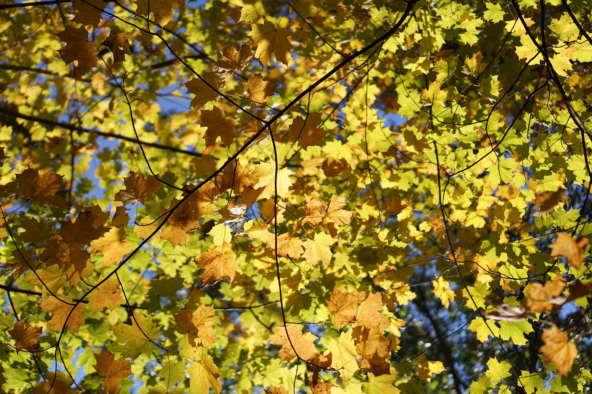 Bright yellow oak leaves, Miami Woods, Morton Grove Illinois / Darker than Green