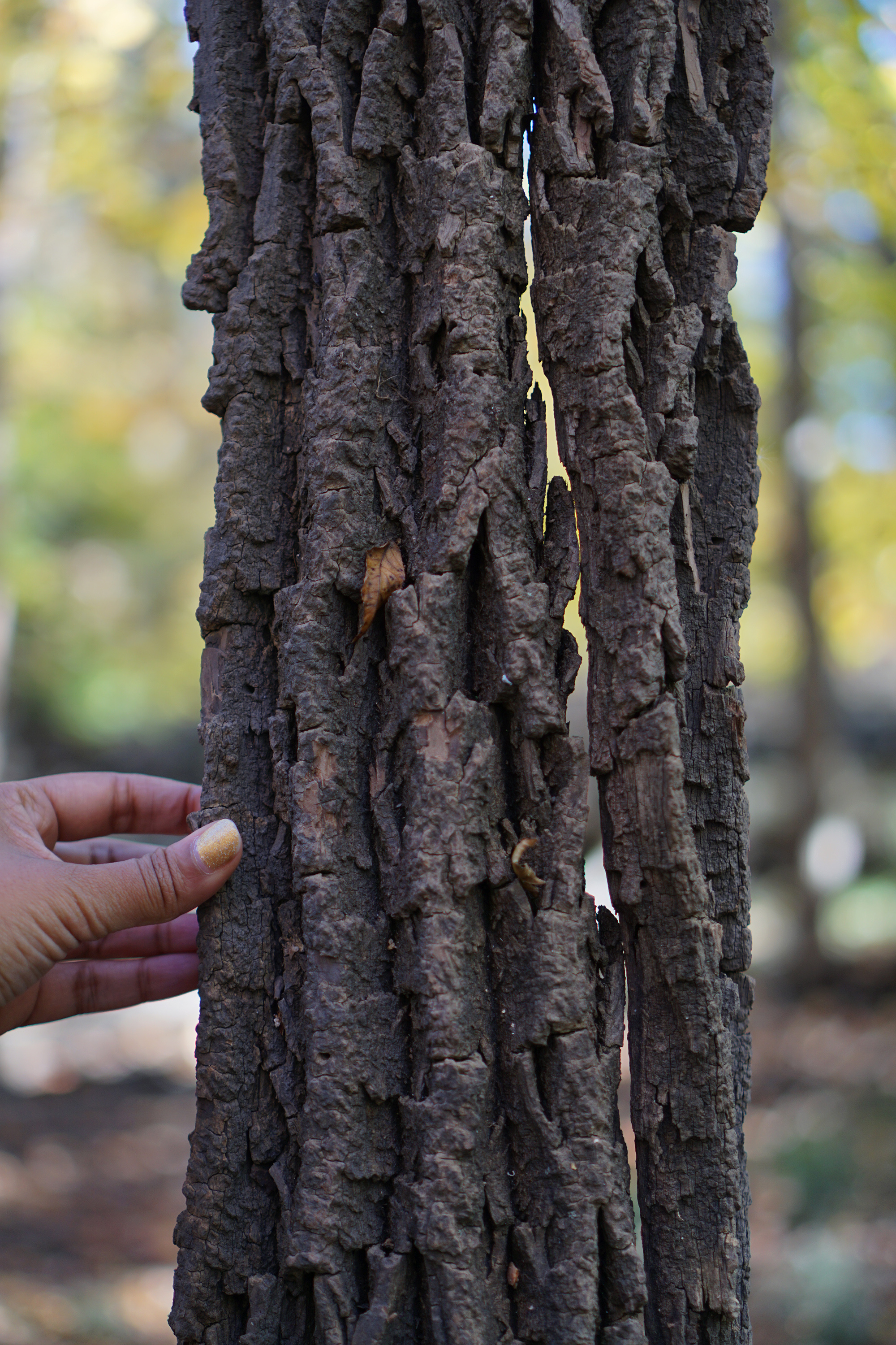 Shed bark of an ash tree, Miami Woods, Morton Grove Illinois / Darker than Green