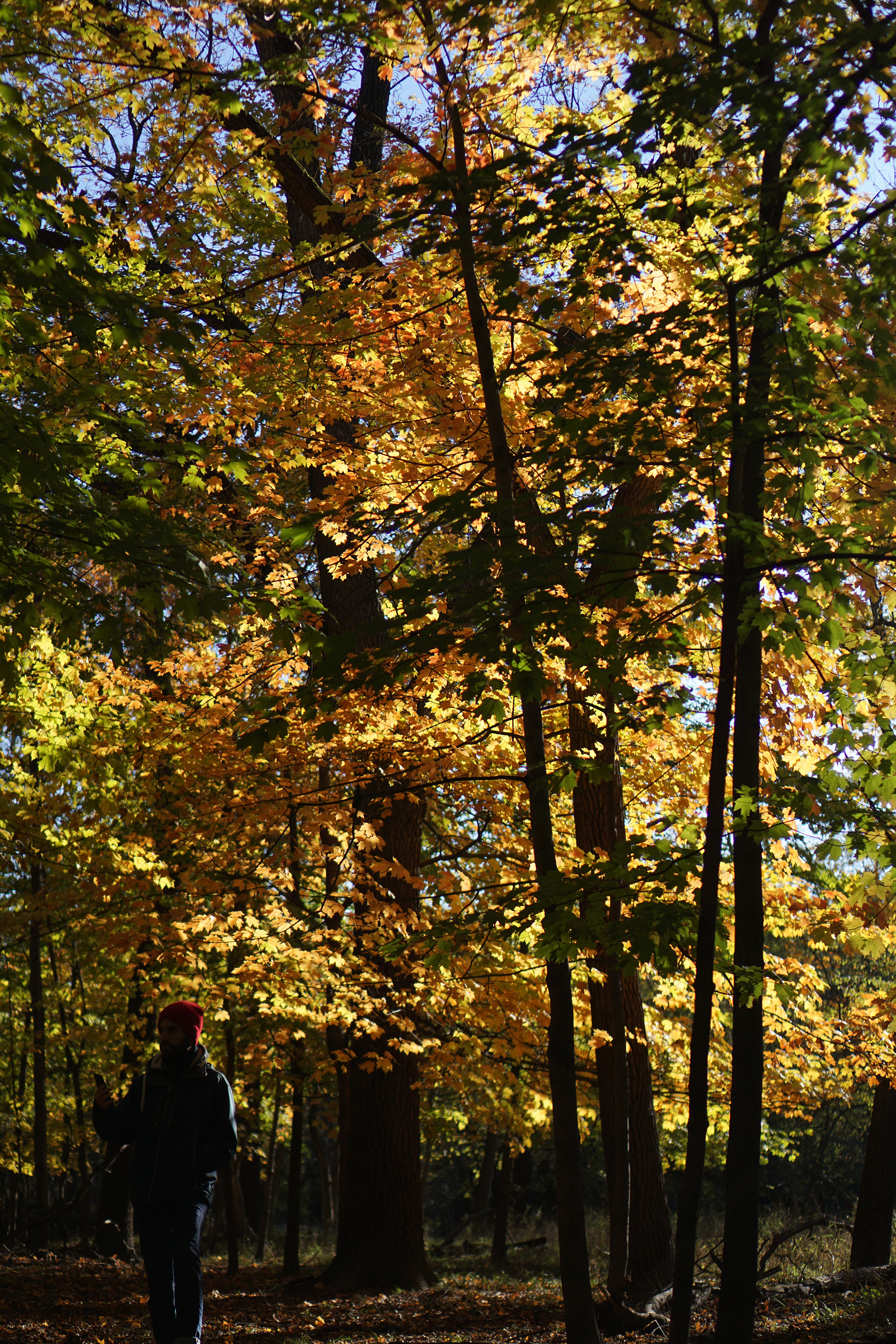 Fall foliage in Miami Woods, Morton Grove Illinois / Darker than Green