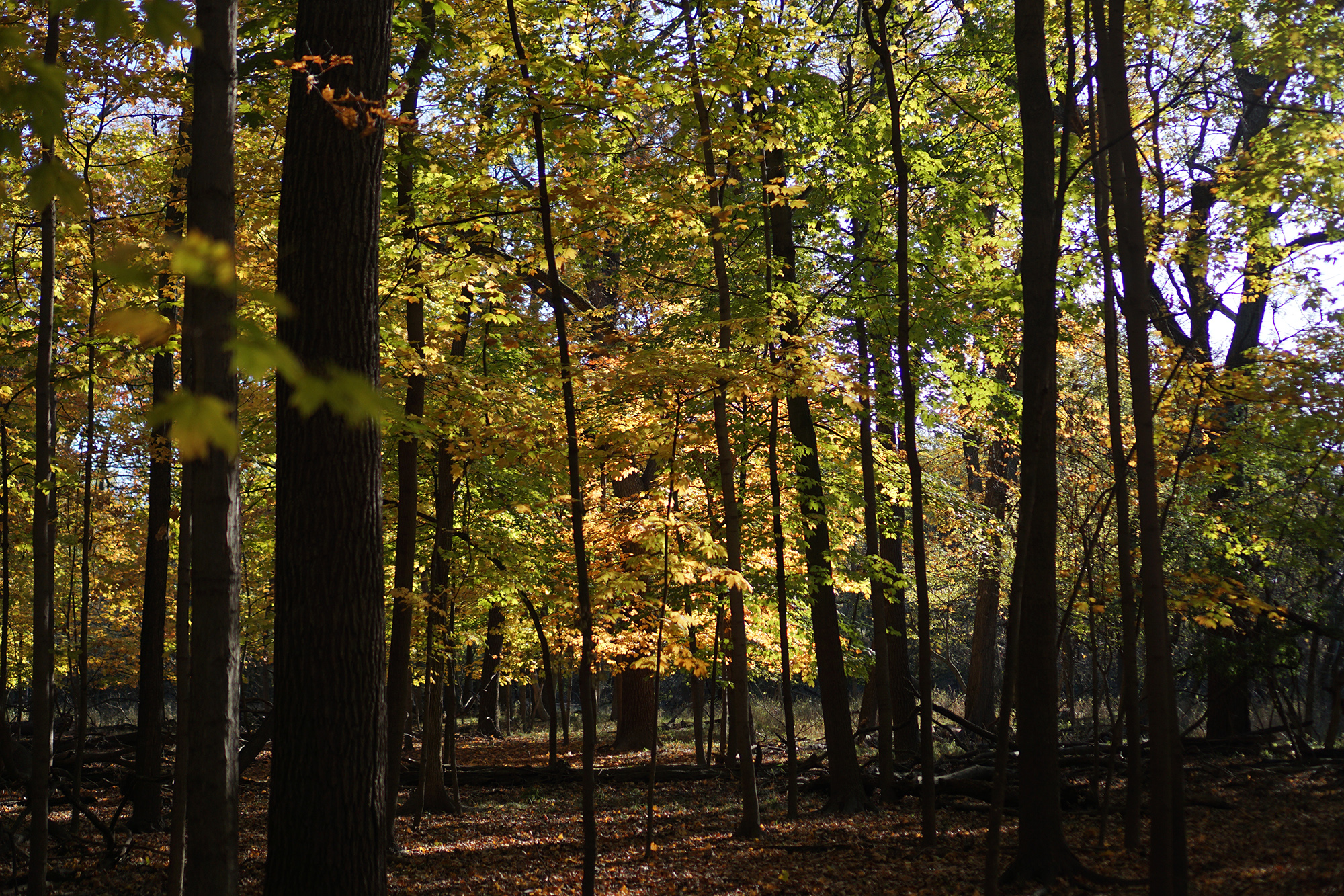 Fall foliage in Miami Woods, Morton Grove Illinois / Darker than Green