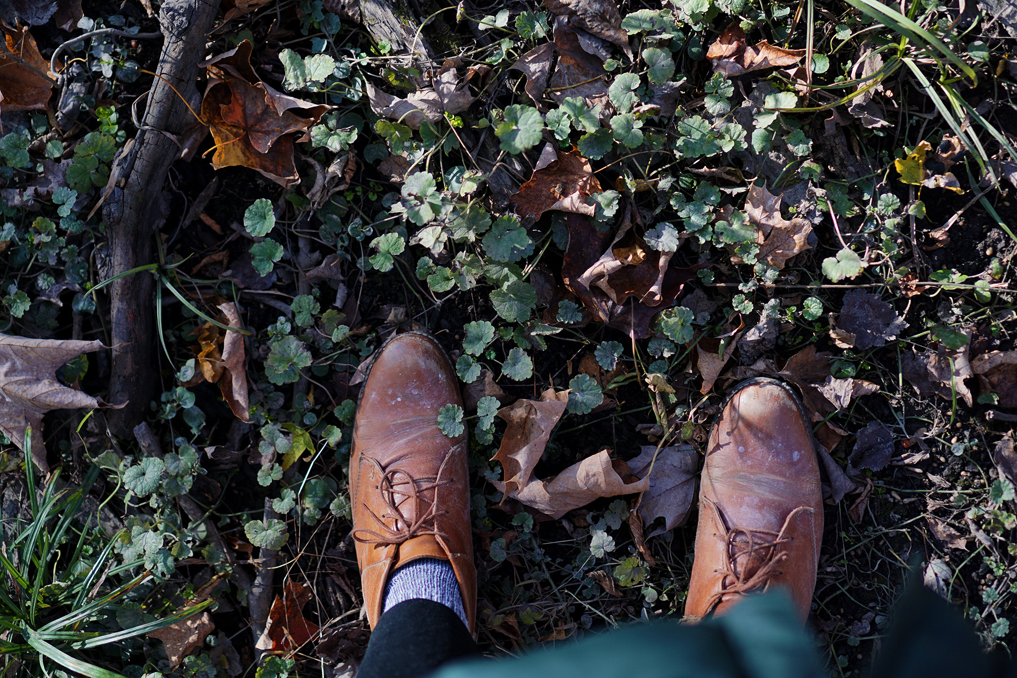 Boots in a patch of creeping charlie, Miami Woods, Morton Grove Illinois / Darker than Green