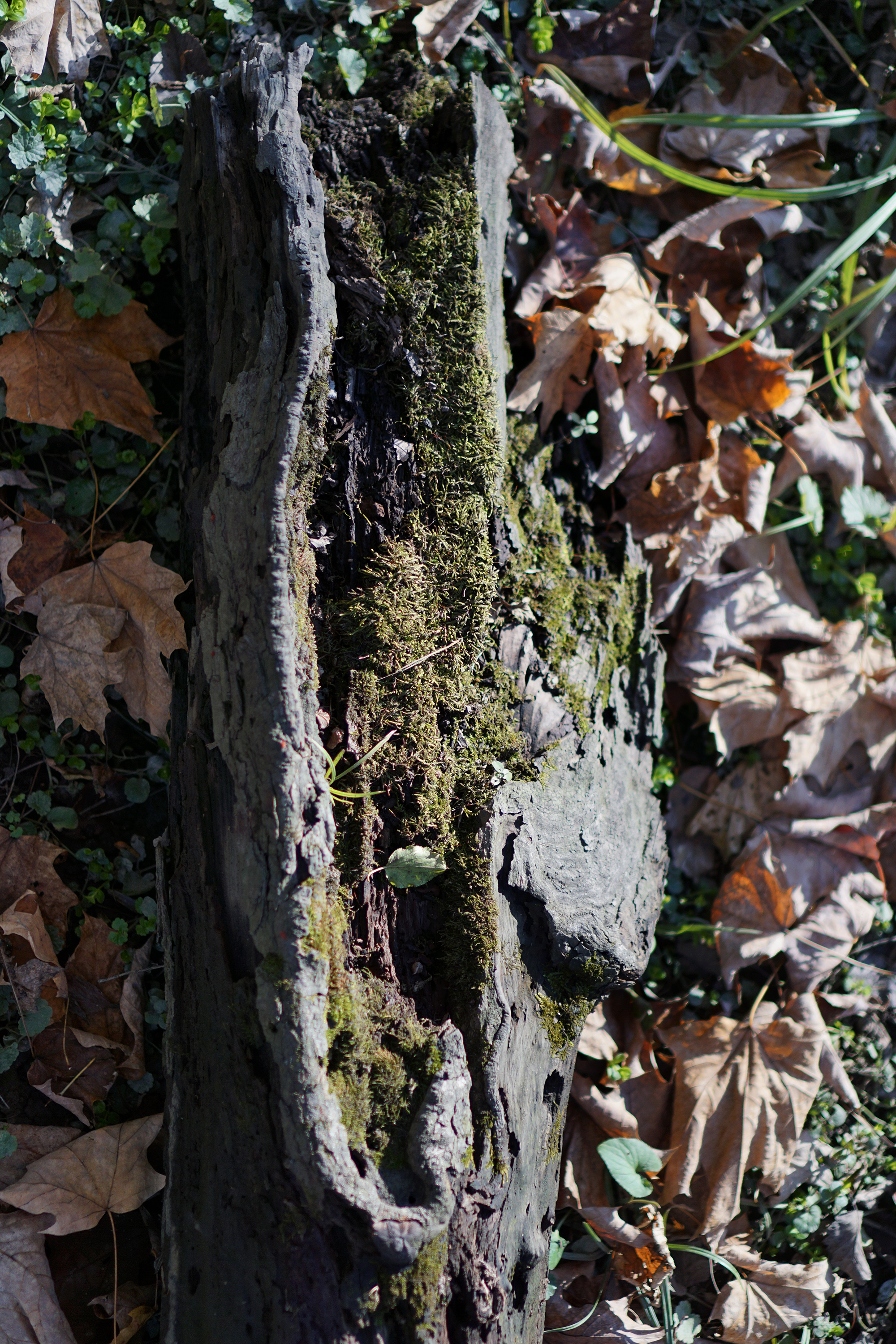 Mossy log, Miami Woods, Morton Grove Illinois / Darker than Green