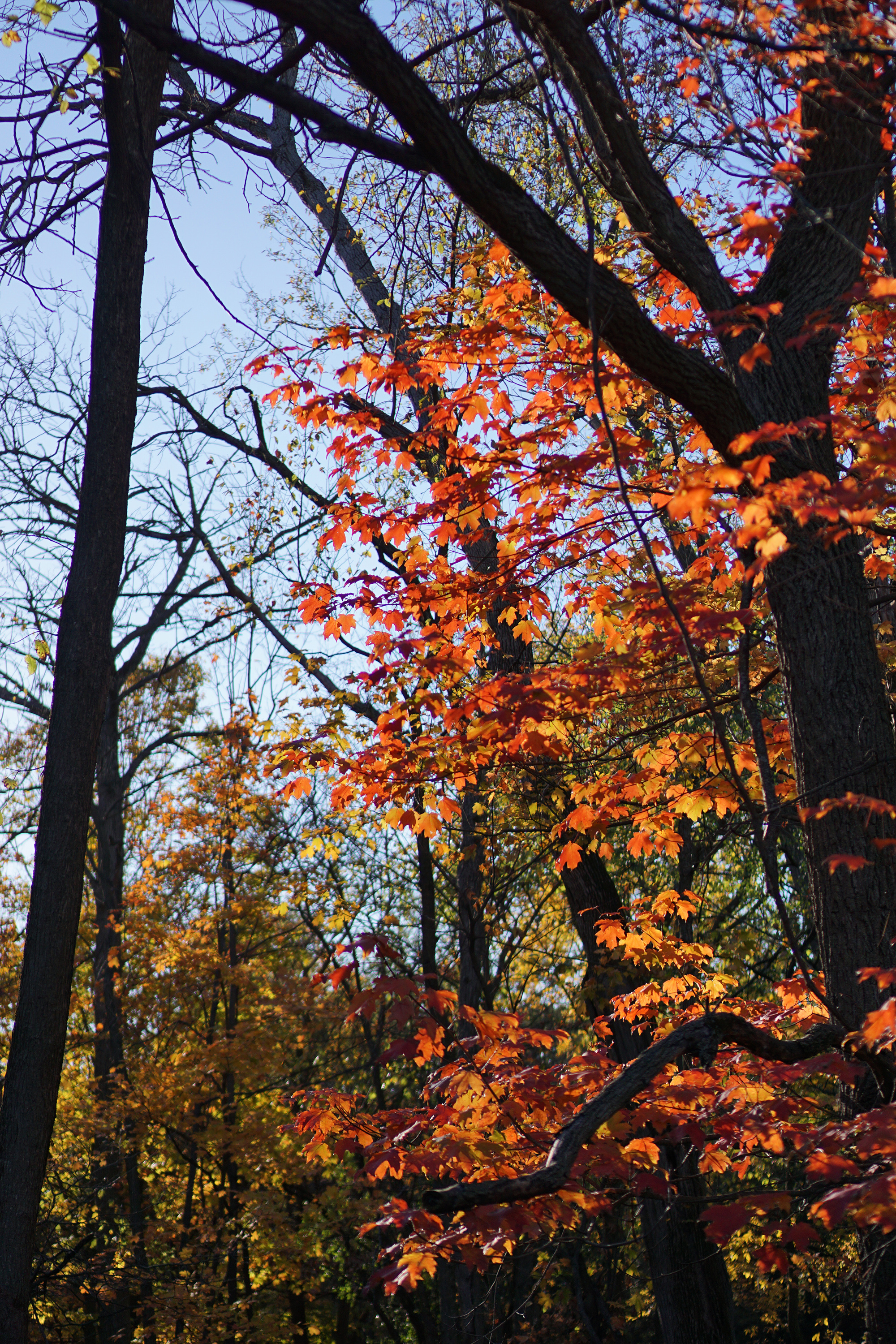 Fall foliage in Miami Woods, Morton Grove Illinois / Darker than Green